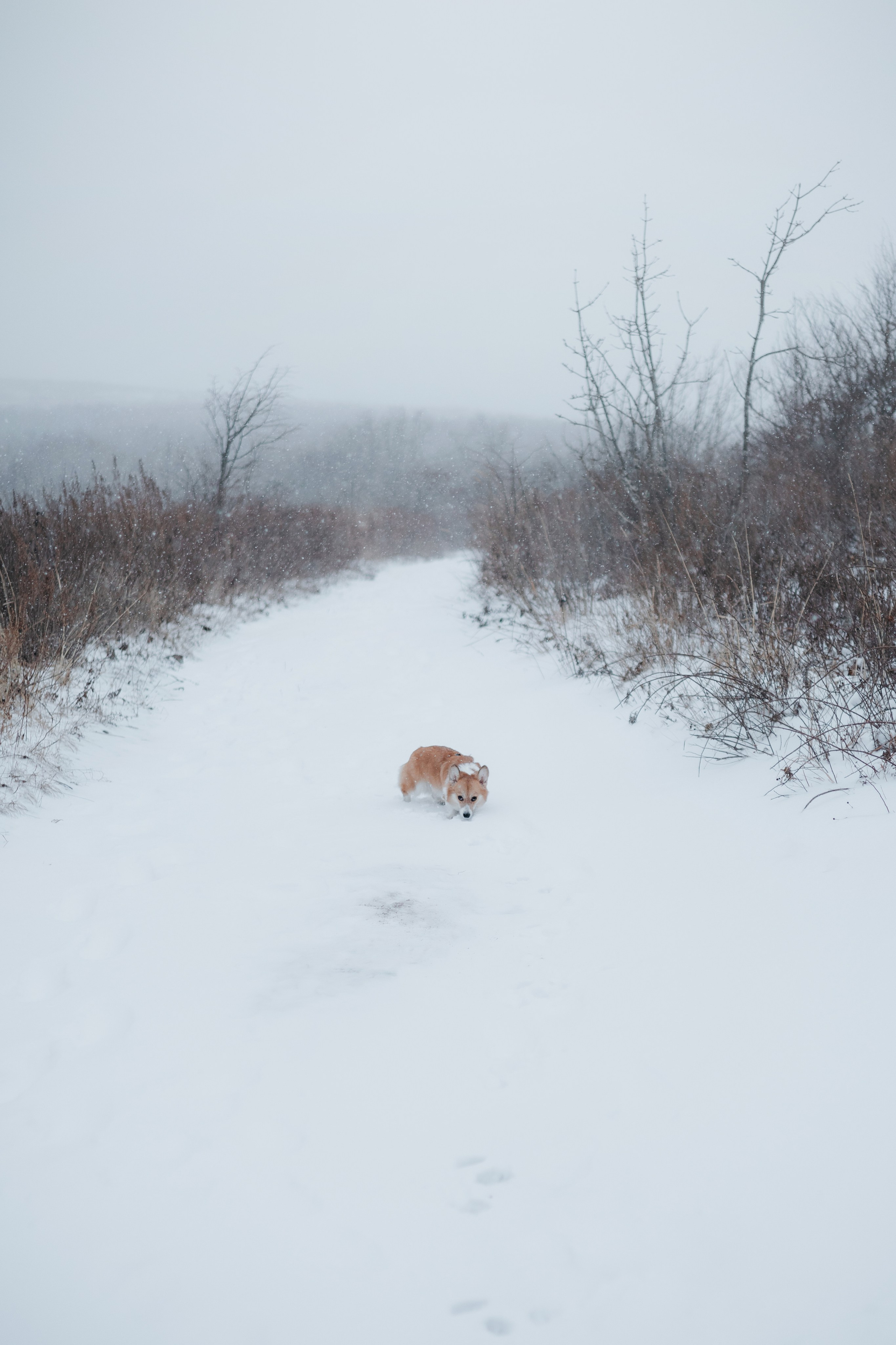 Лена, Лиза и Мия. Фотограф — анималист Владивосток, Алина