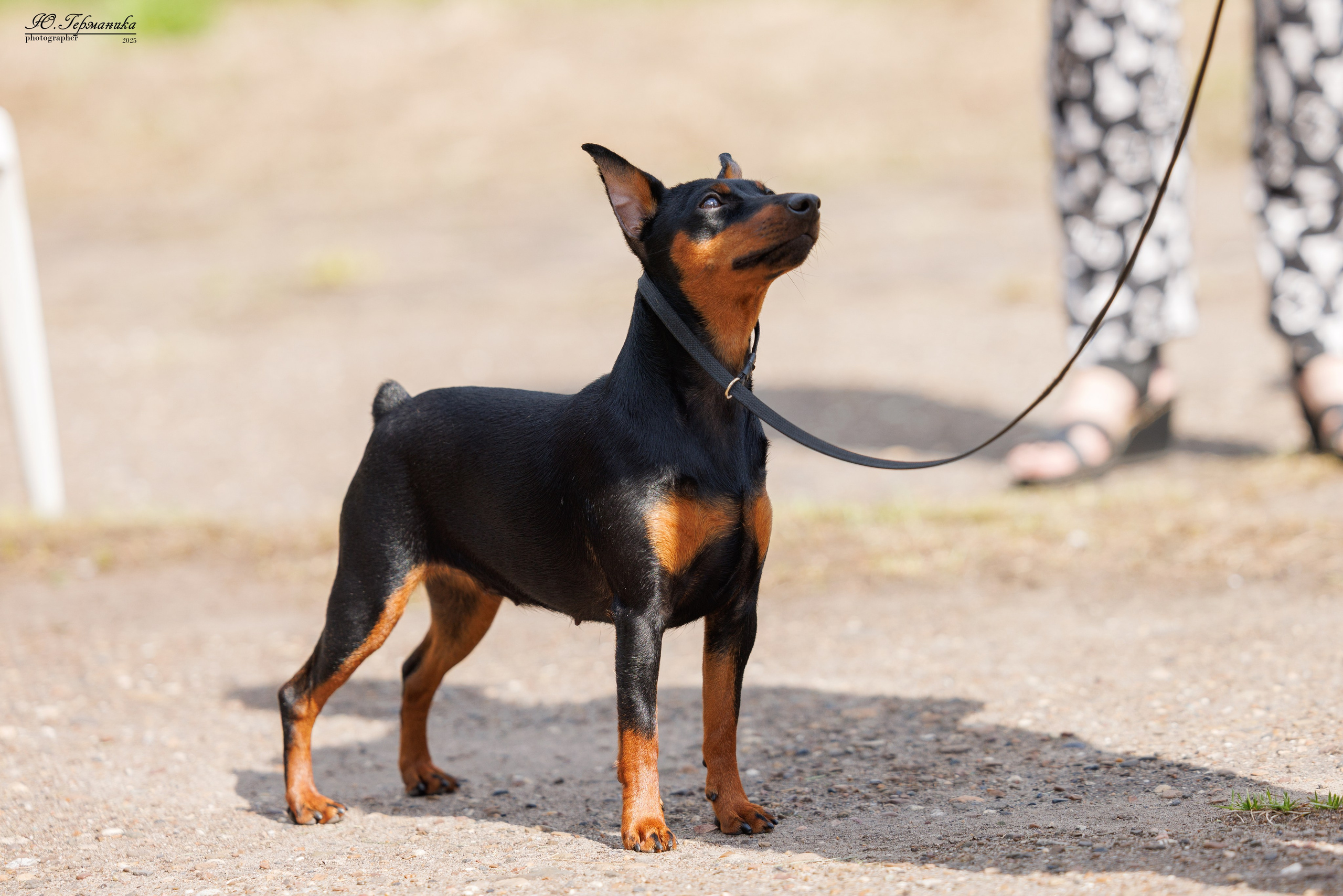 Тверь 10.08.2025. Фотограф-анималист Юлия Германика