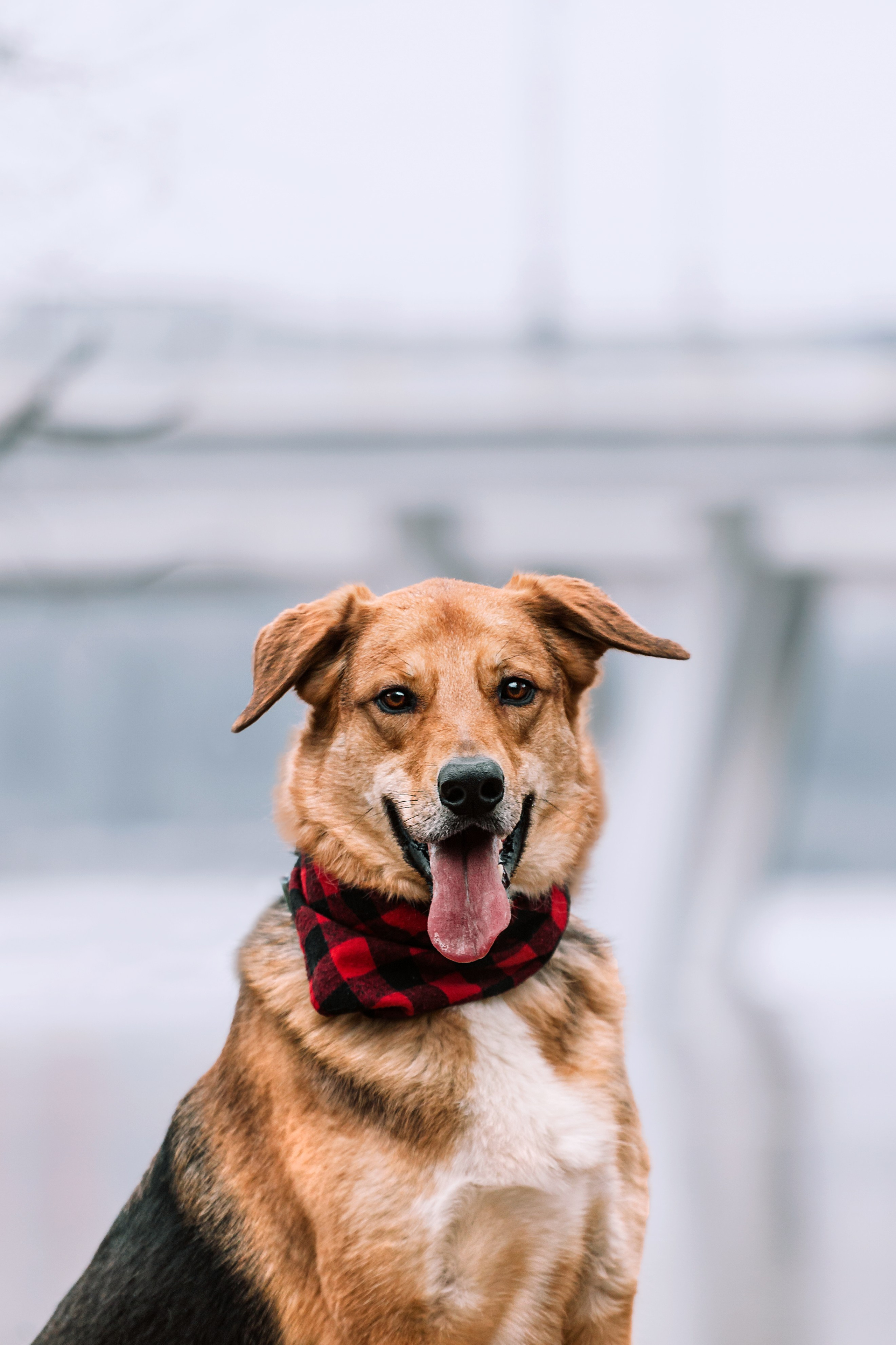 Трэвис и Валли 2024. Фотограф-анималист Татьяна Степанова