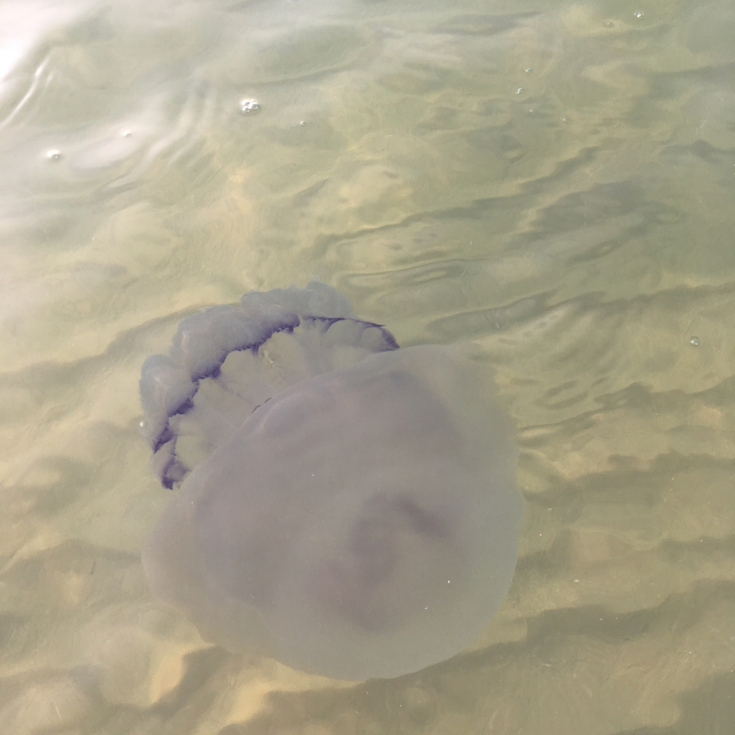 Болгария. Главная