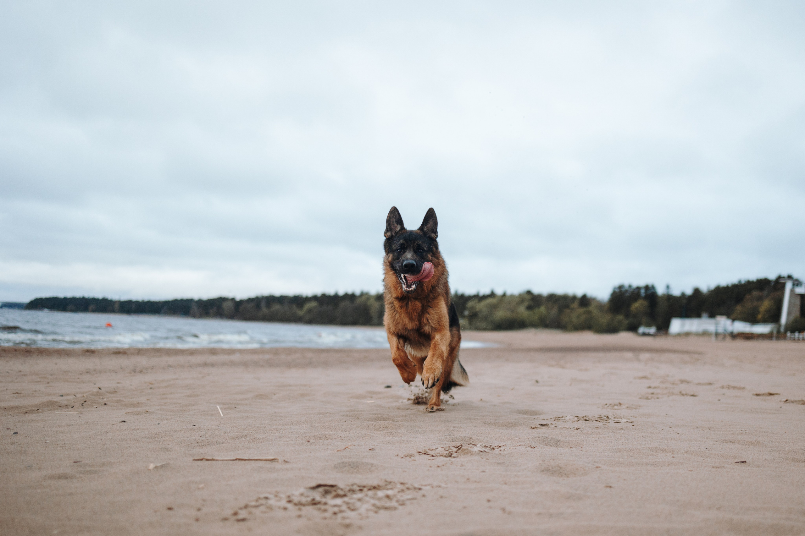 Катя и Агат. Фотограф — Анималист | Санкт-Петербург