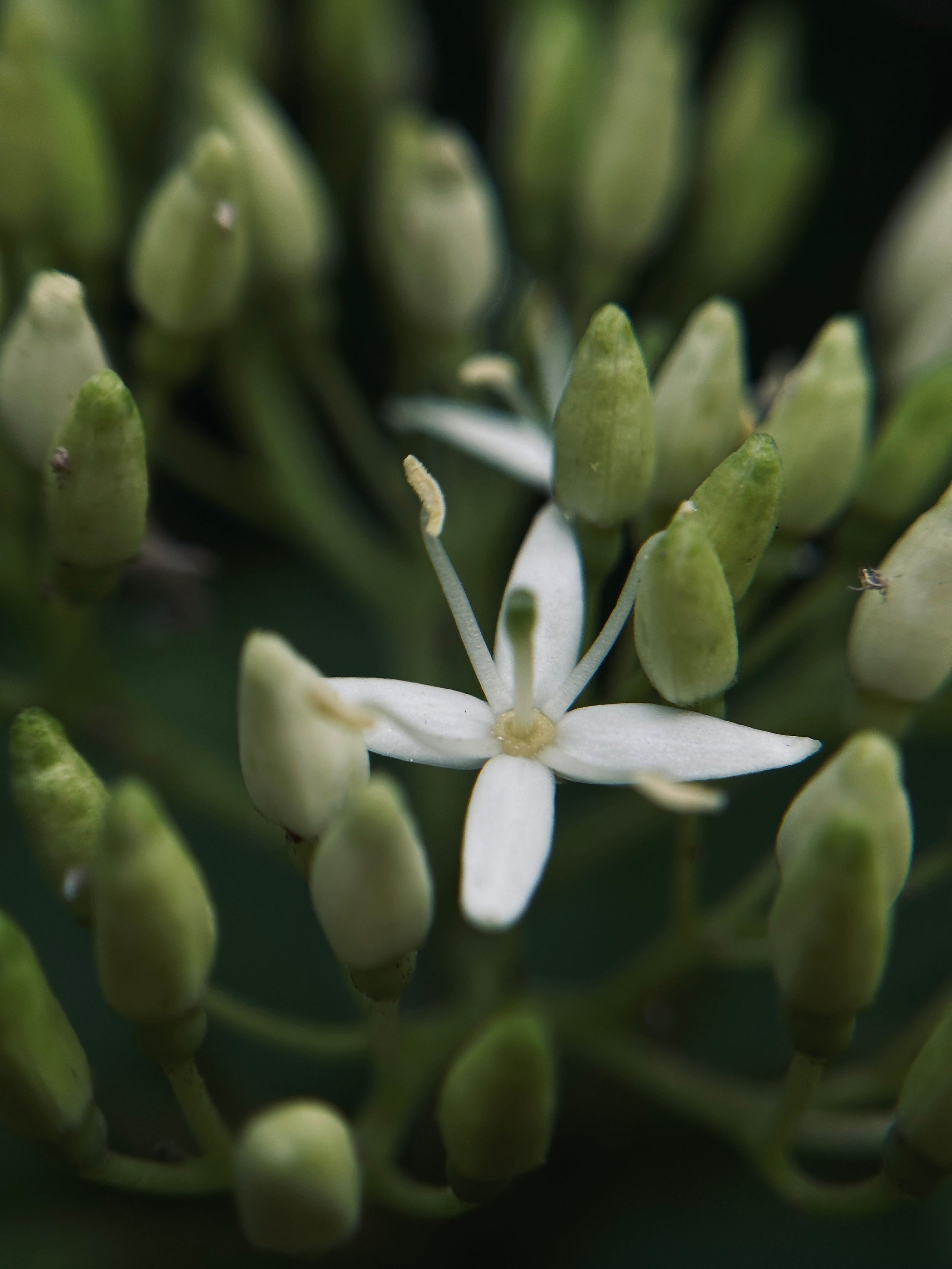 Макро любовь. Смотри, красота!