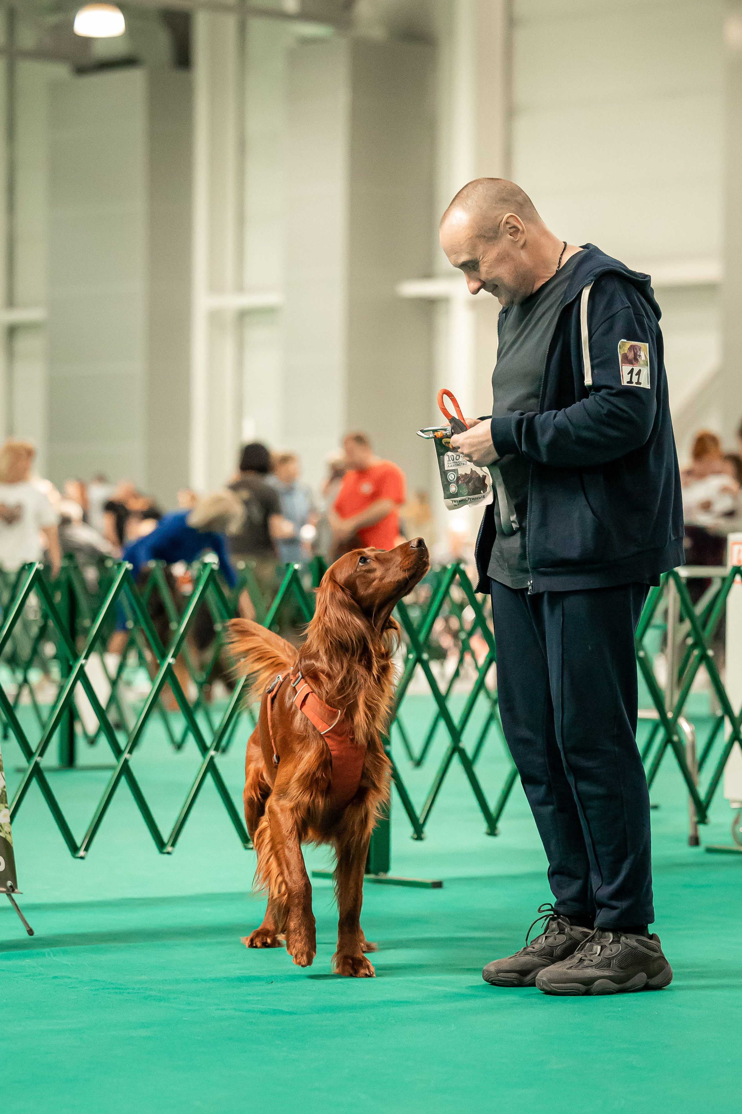 Выставка сеттеров 19.05.24