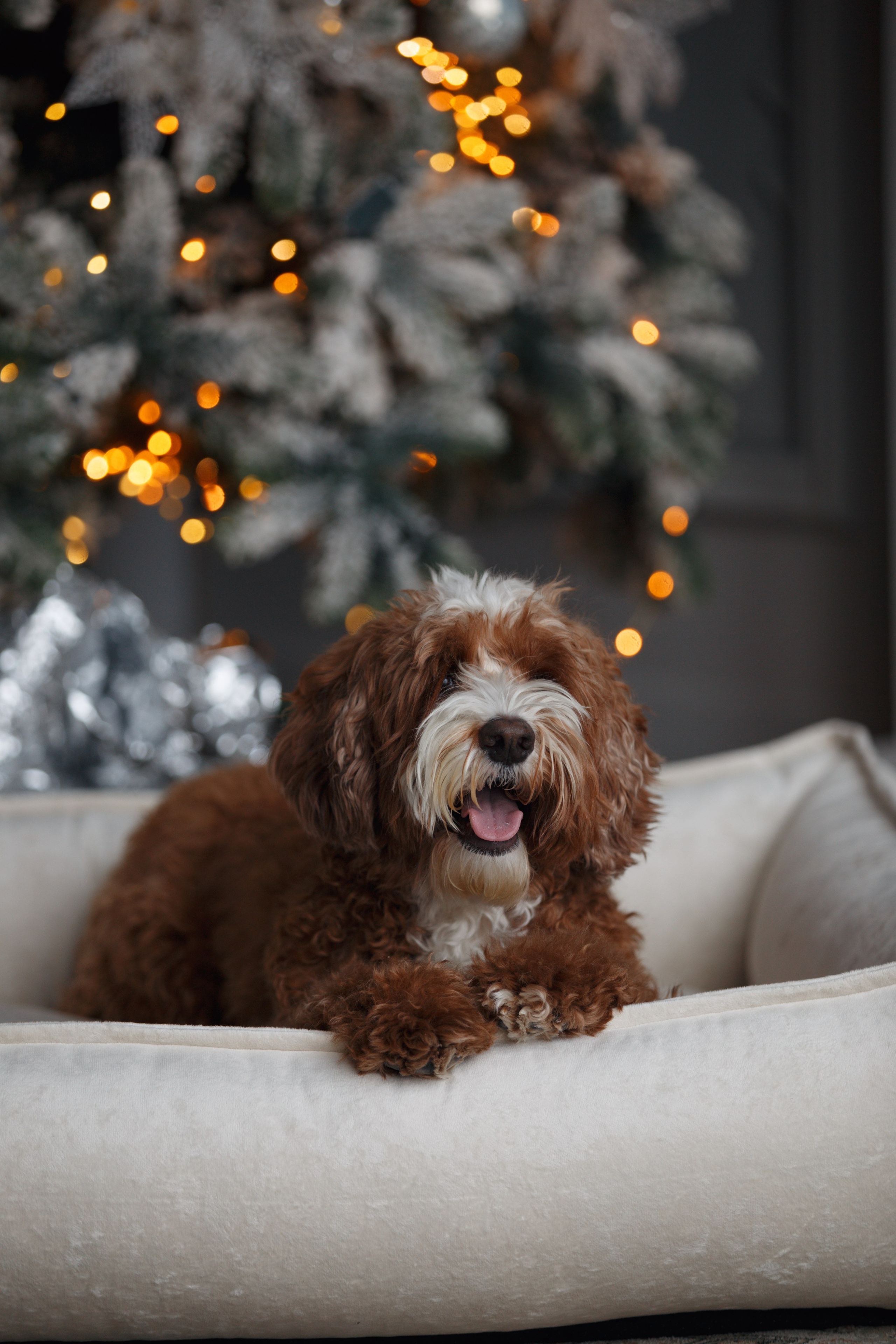 Bmbh лежанки и адресники. Фотограф анималист Кристина Карпова, Москва