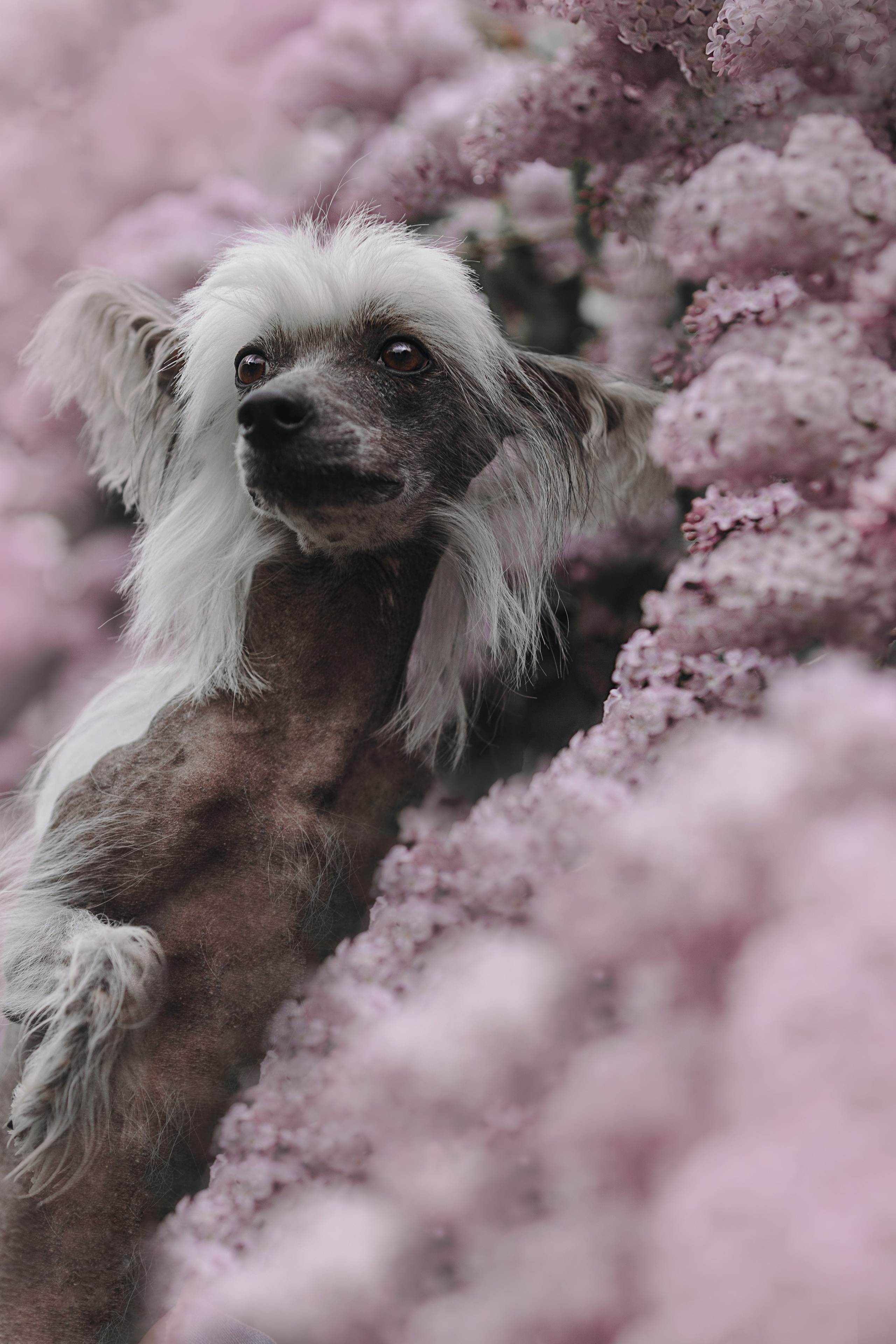 Лили, Уся, Вика и их семья. Фотограф анималист Кристина Карпова, Москва