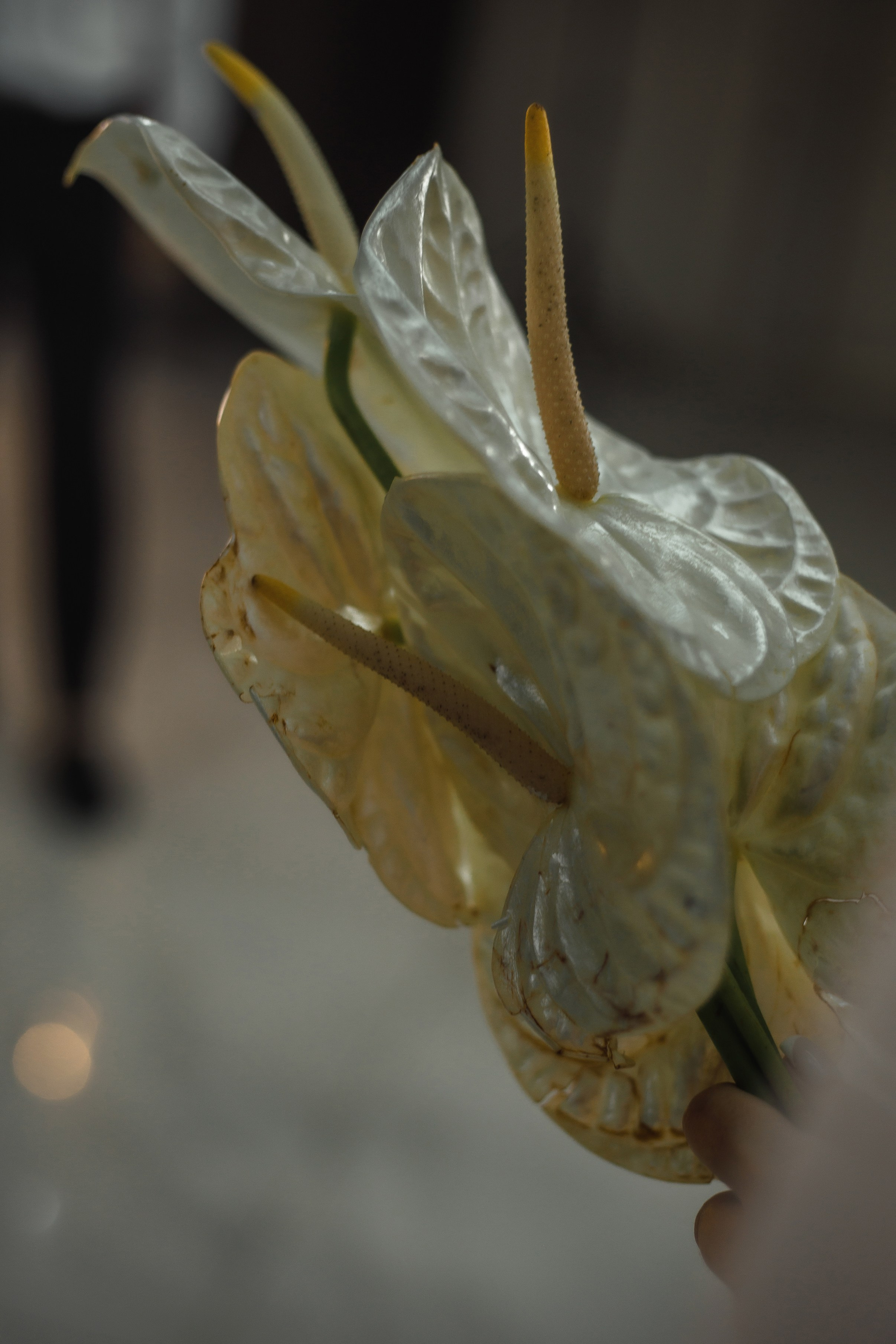 A|T. Свадебный и семейный фотограф в Саратове Анжела Борисова