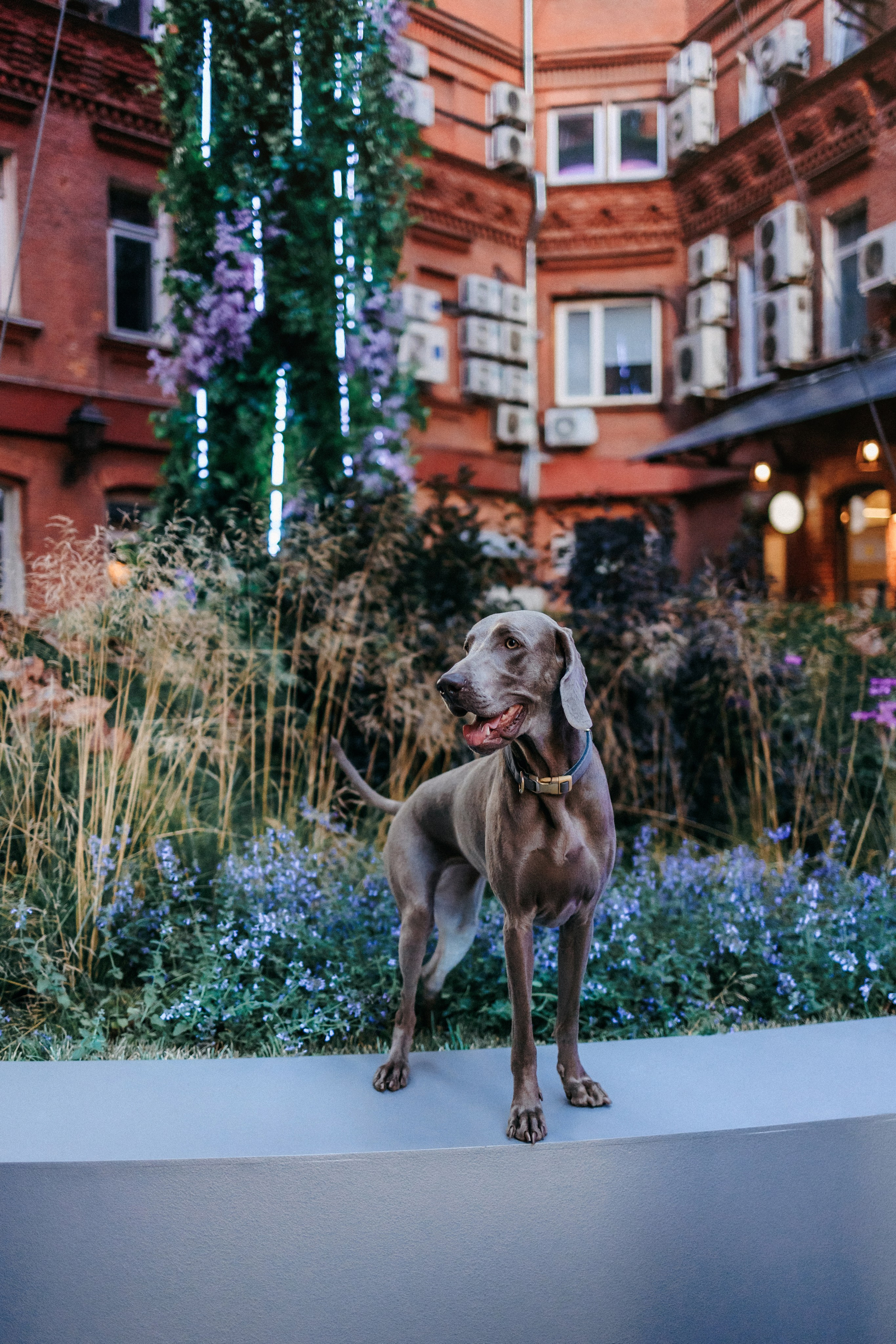 Соня и Майли. Фотограф-анималист Елена Радченко, Москва