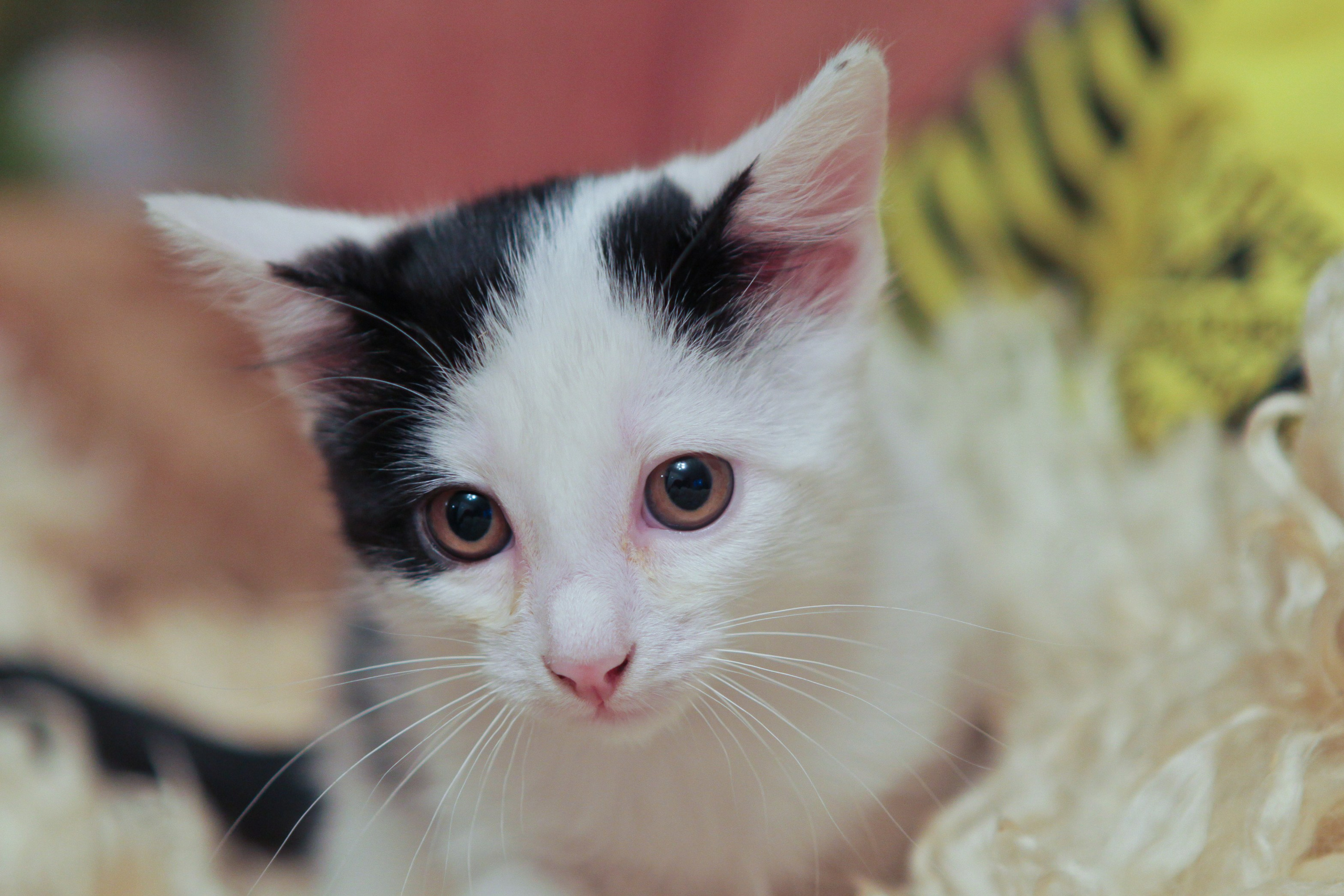 Фото Животных. Студия Максима Белослюдцева