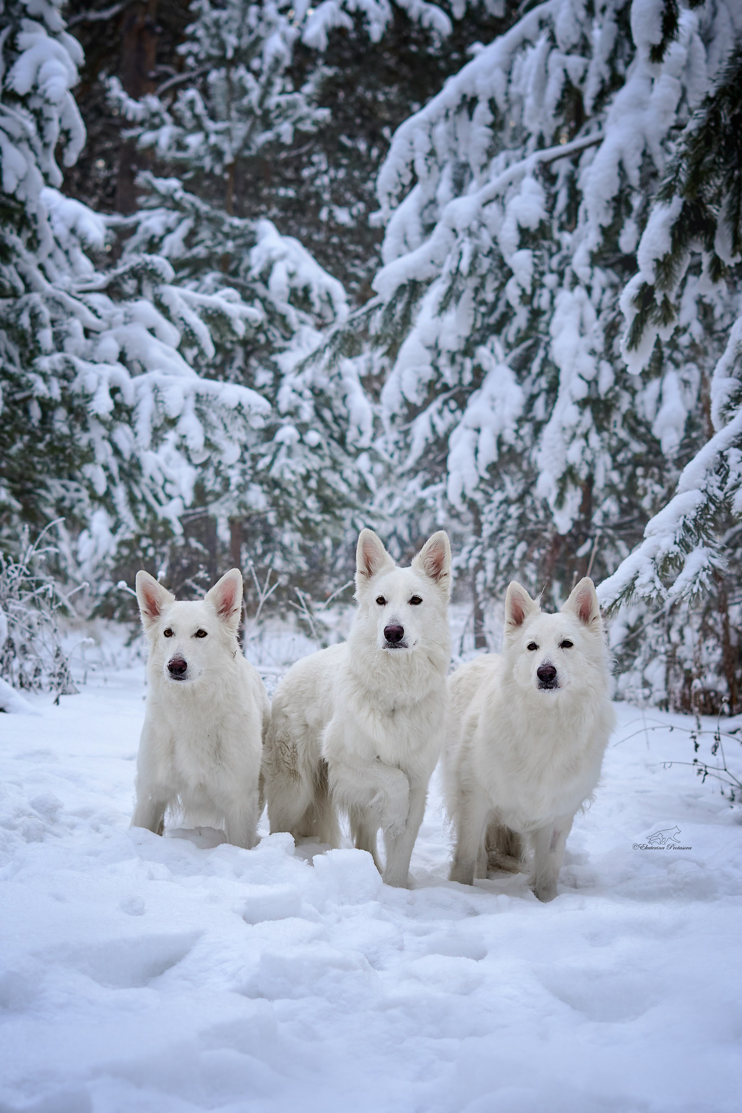 Ксения и ее овчарки. Фотограф-анималист в Иркутске