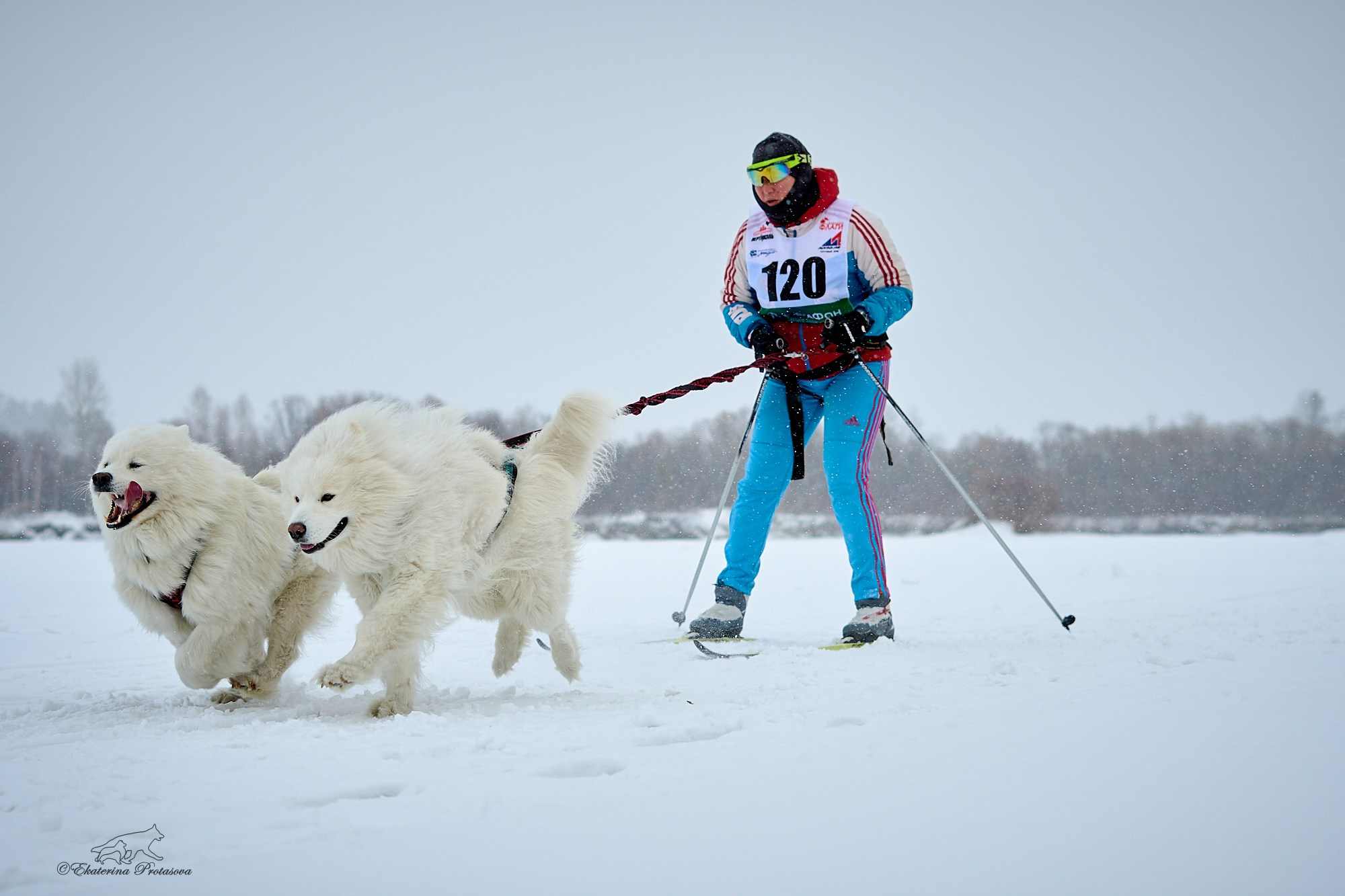 Соревнования по скиджорингу. Фотограф-анималист в Иркутске