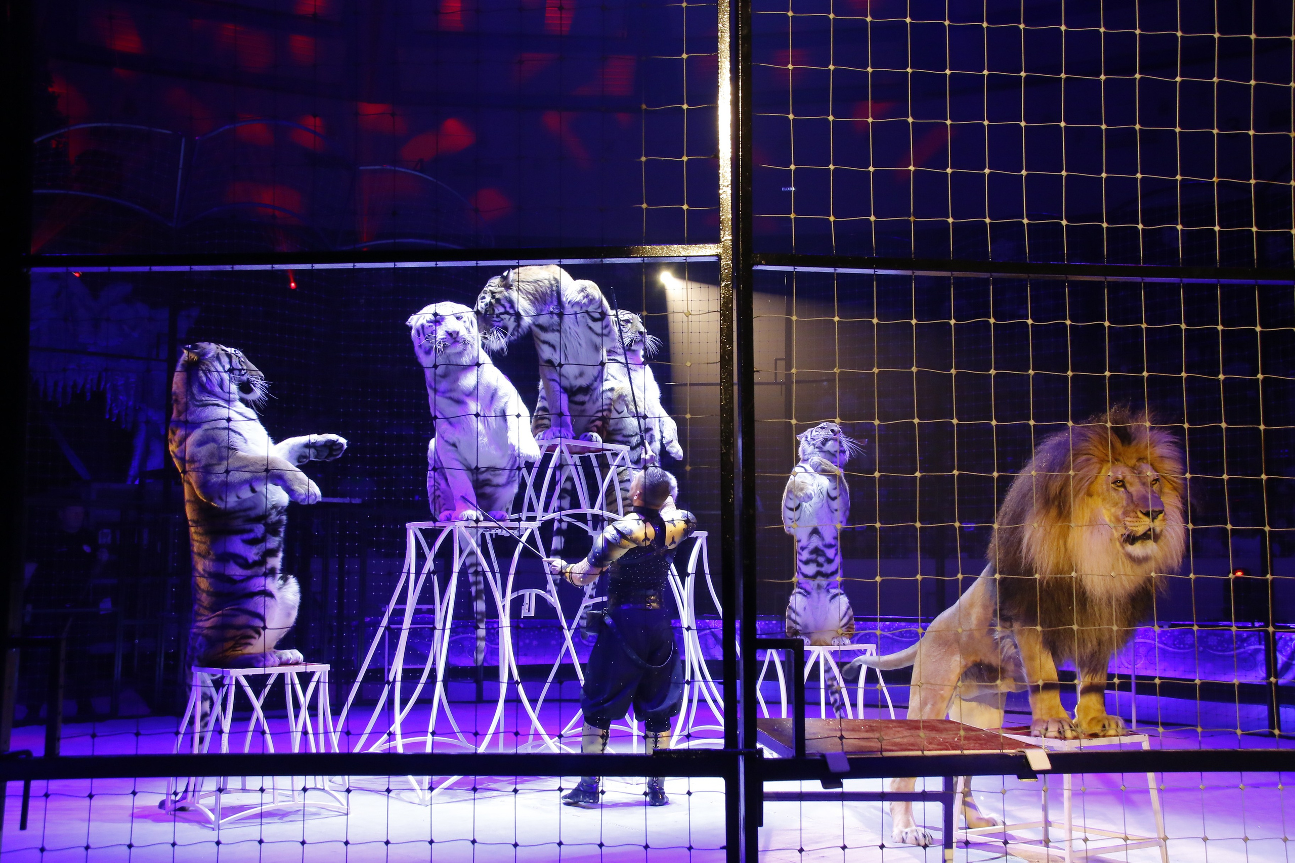 Концерты, спектакли. Репортажный фотограф Анастасия Богданова из Тюмени