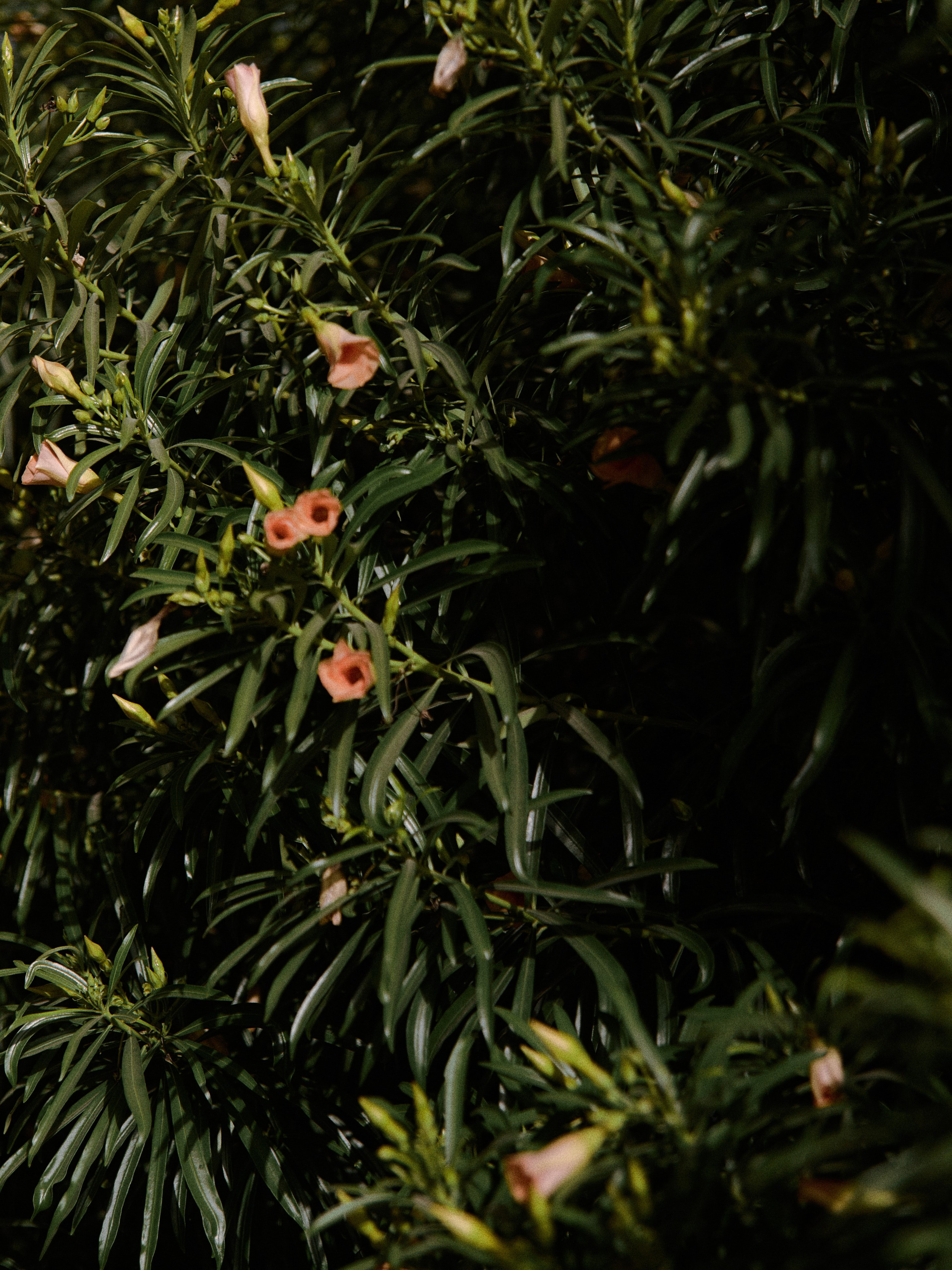 Природа. Jorgis Talè — photographer, kind person, teacher of arts and other mag