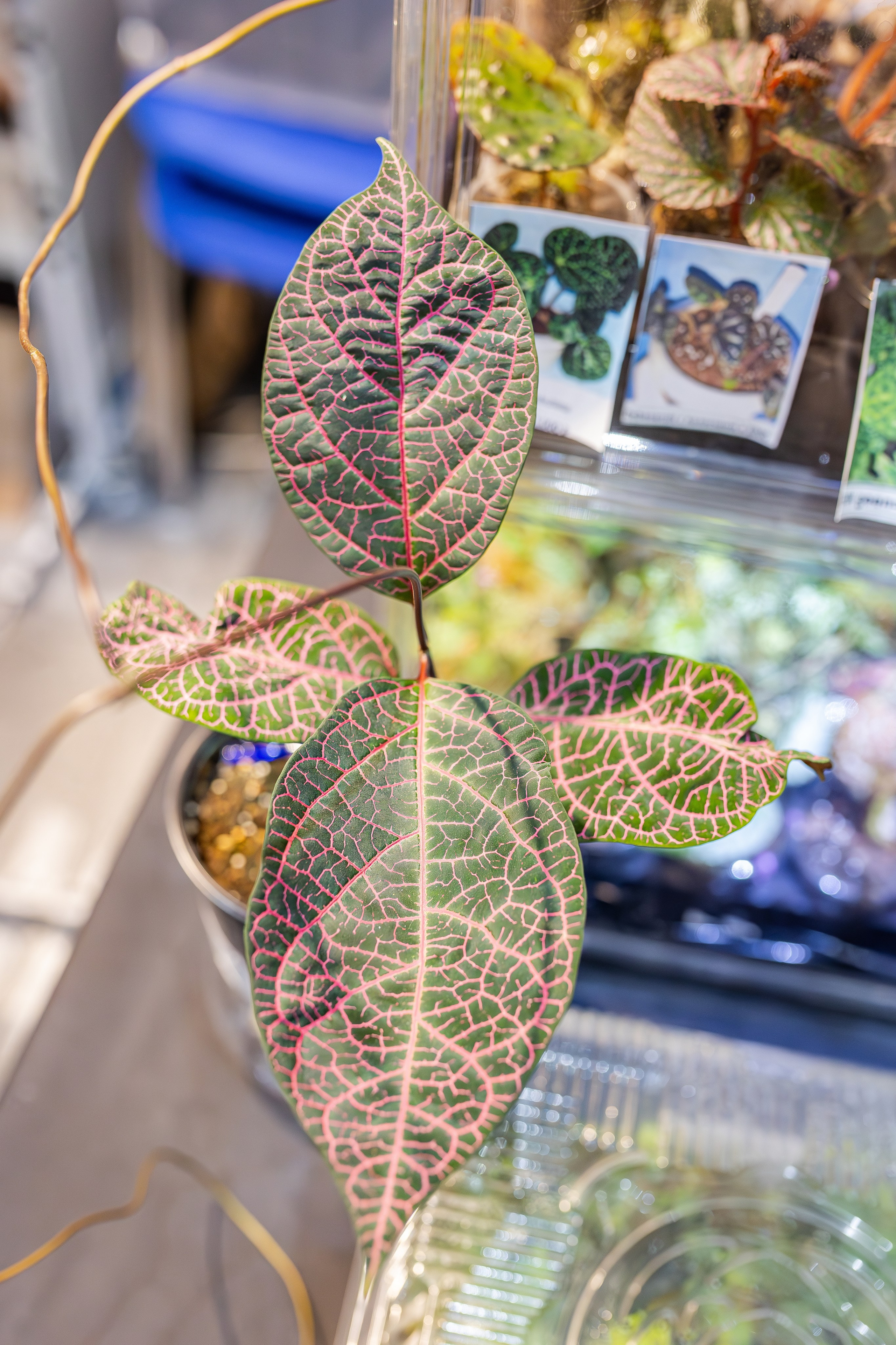 Монстериум апрель 2026. Александра Куликова фотограф, Москва