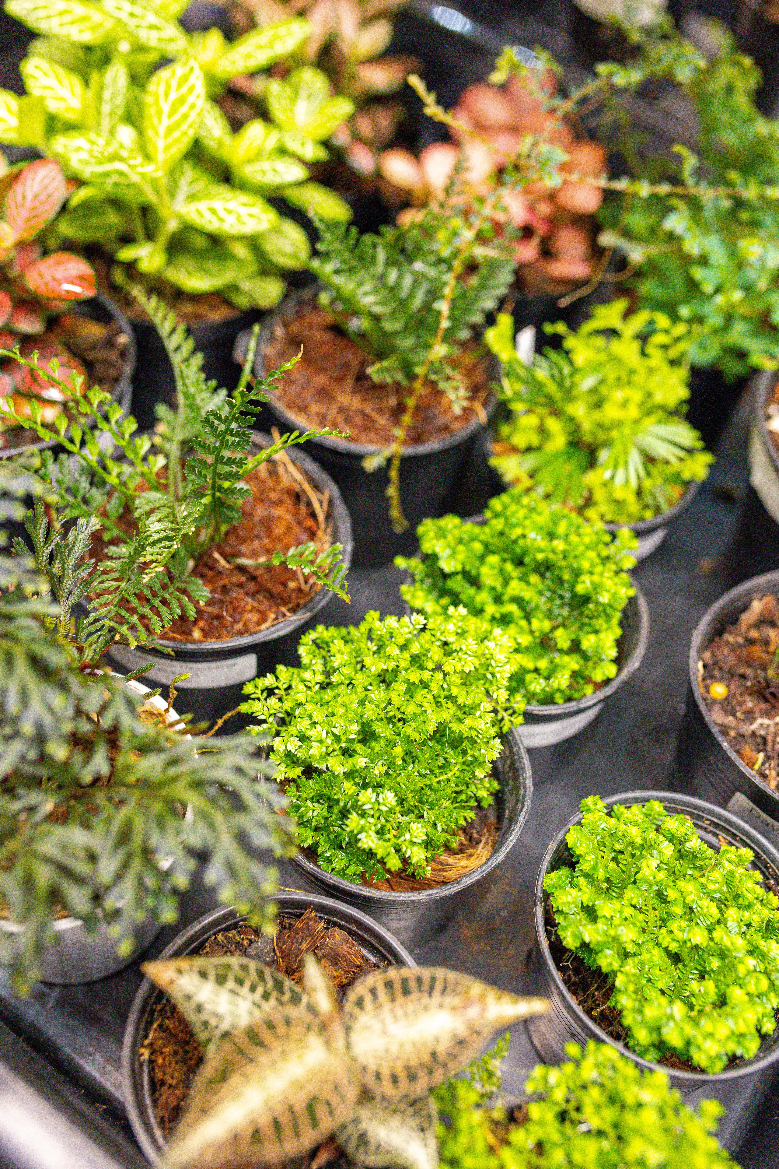 Монстериум апрель 2026. Александра Куликова фотограф, Москва