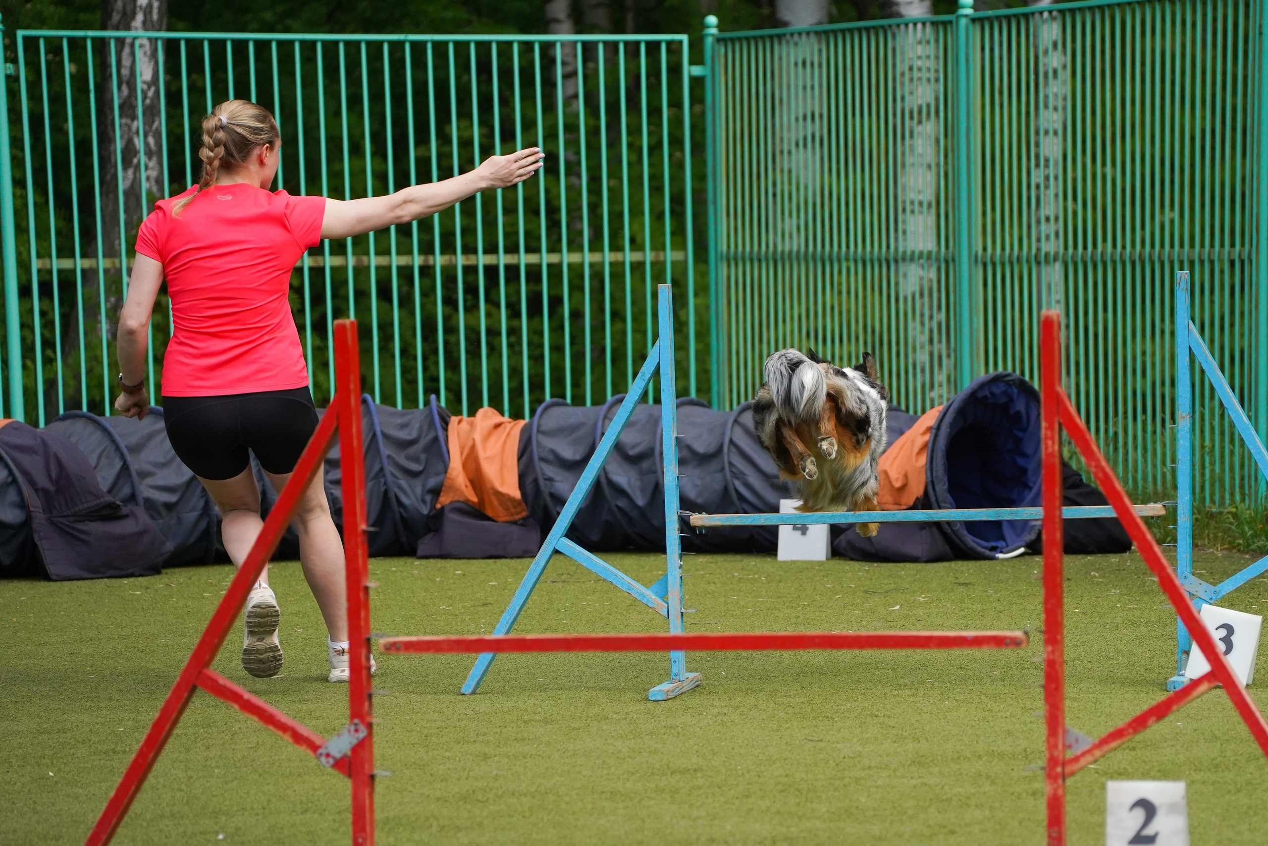 Аджилити 25.05.24, Санкт-Петербург. Фотограф-анималист Анастасия Большакова