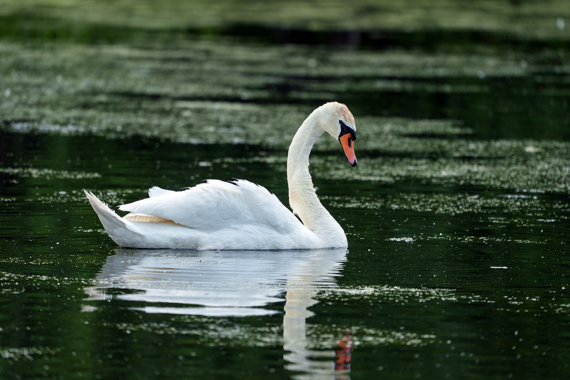 Удивительные мир птиц. Вокруг нас столько прекрасного — присмотритесь!. Ваш личный фотограф Марина Волкова