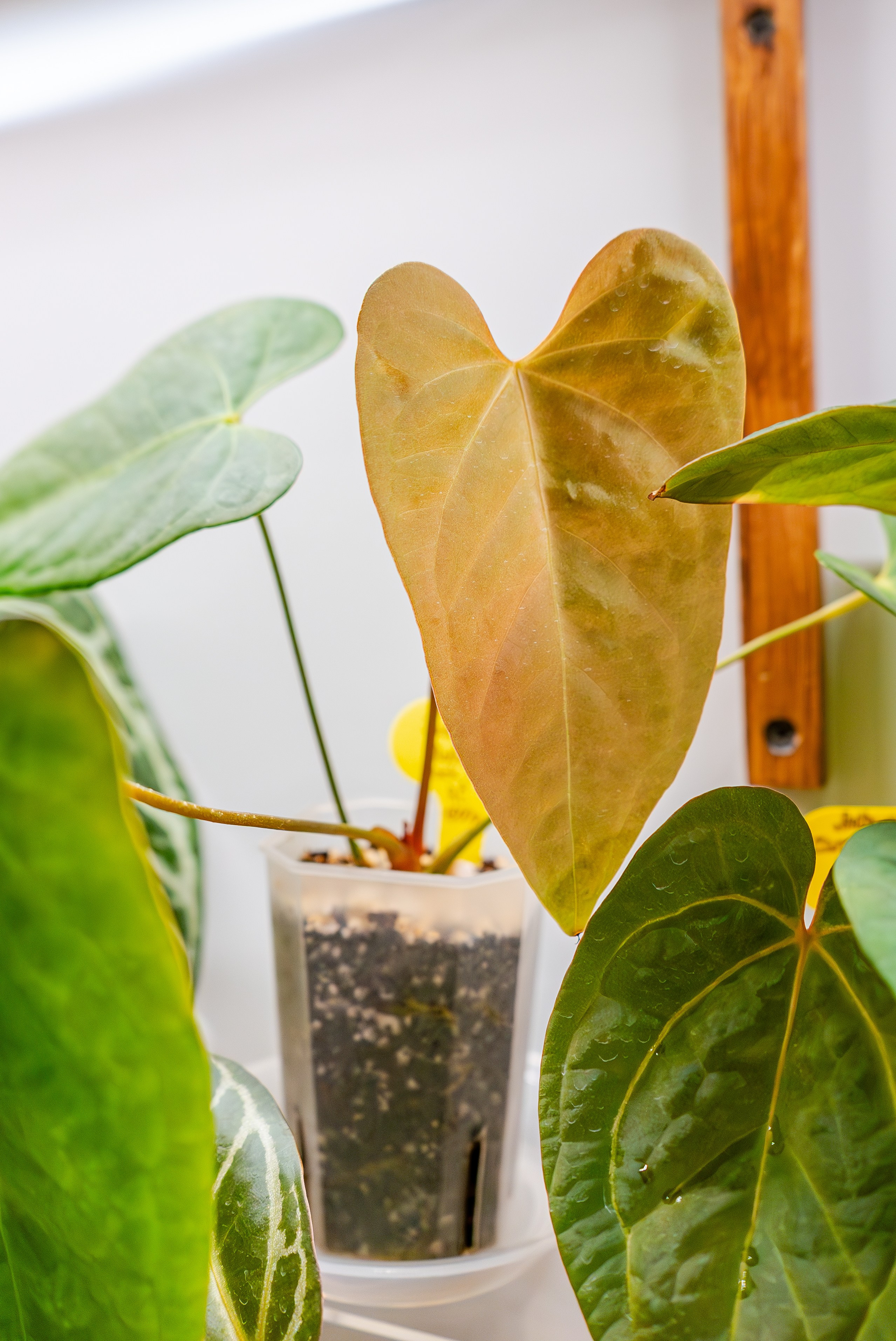 Make more plants. Александра Куликова фотограф, Москва