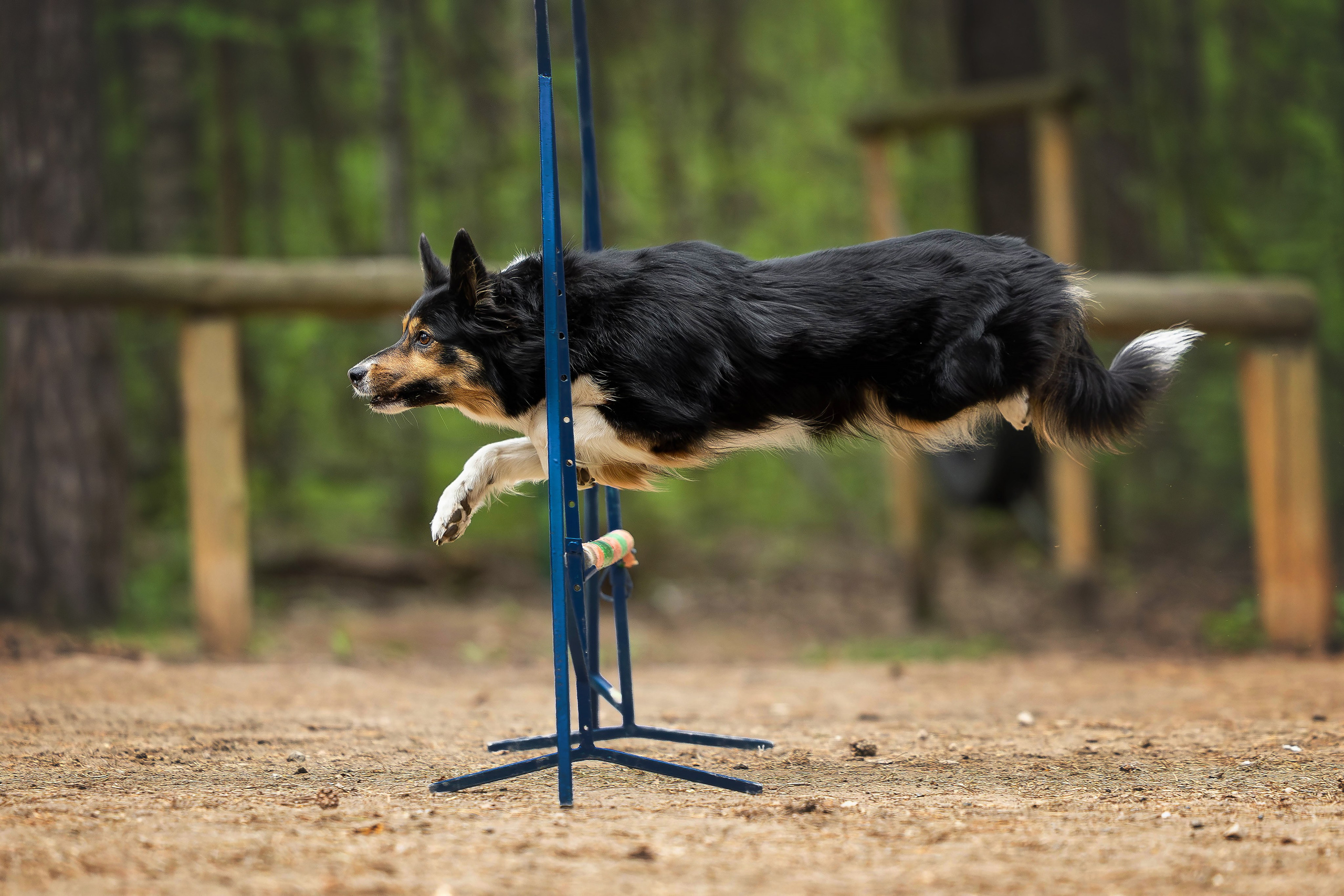 Тренировка аджилити. Фотограф Анималист в Перми Анастасия Остерман