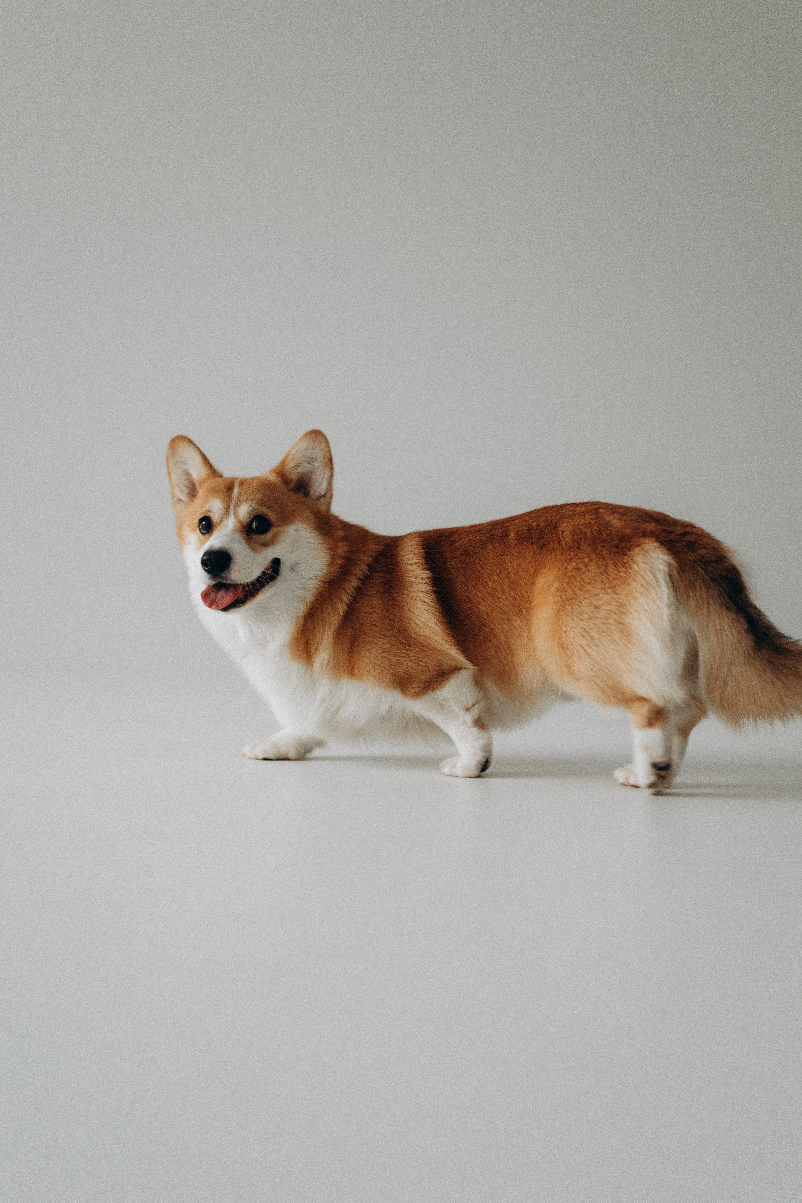 Зевс и его семья. Фотораф — анималист Мария Шистка