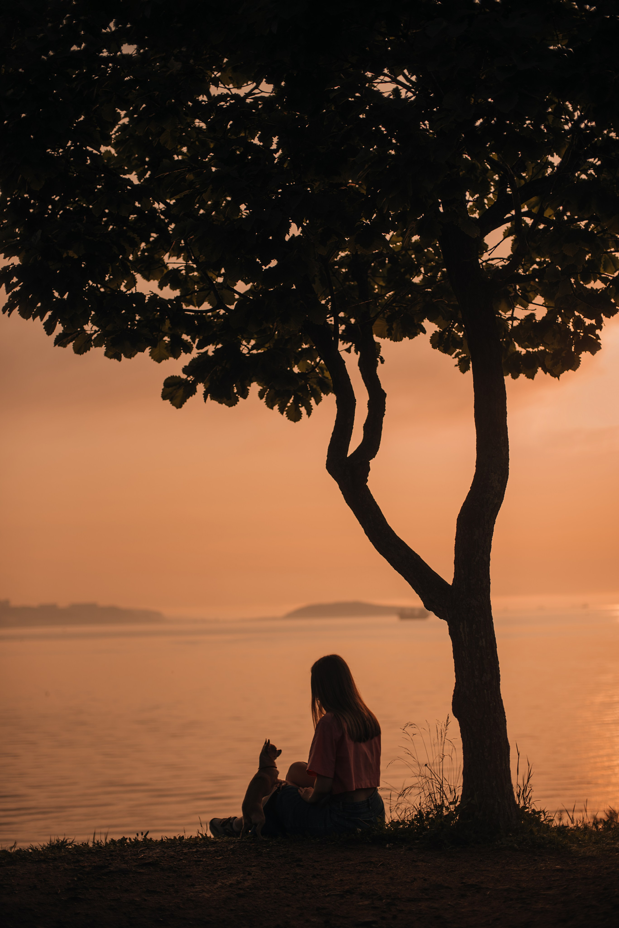 Прогулка: чихуахуа Хенни и Алина во Владивостоке. Портфолио