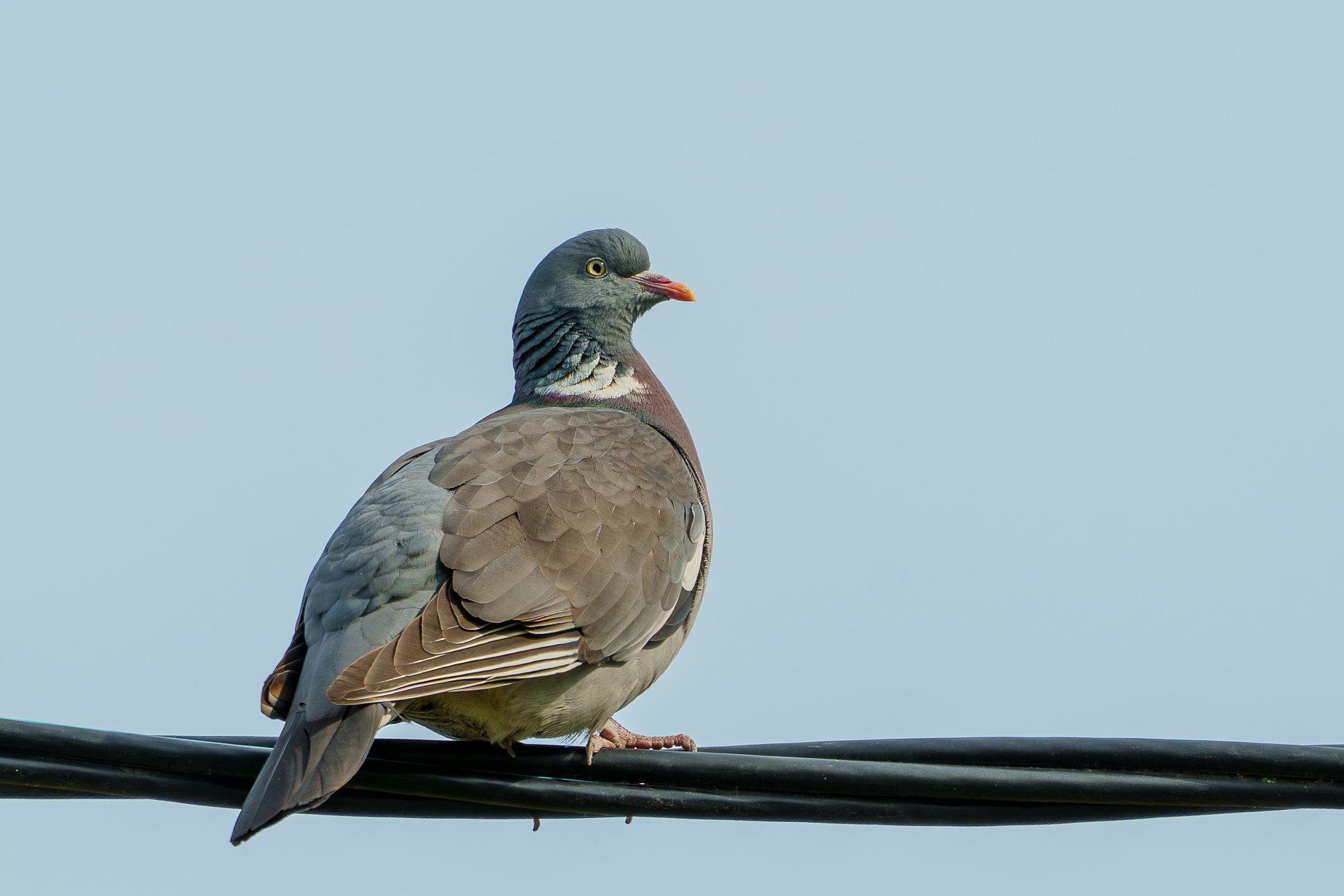 Удивительные мир птиц. Вокруг нас столько прекрасного — присмотритесь!. Ваш личный фотограф Марина Волкова