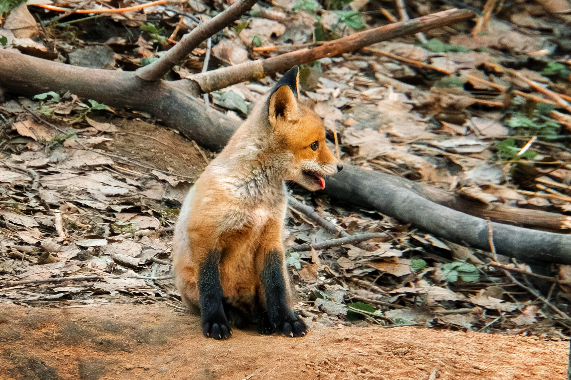 Животные. Ваш личный фотограф Марина Волкова