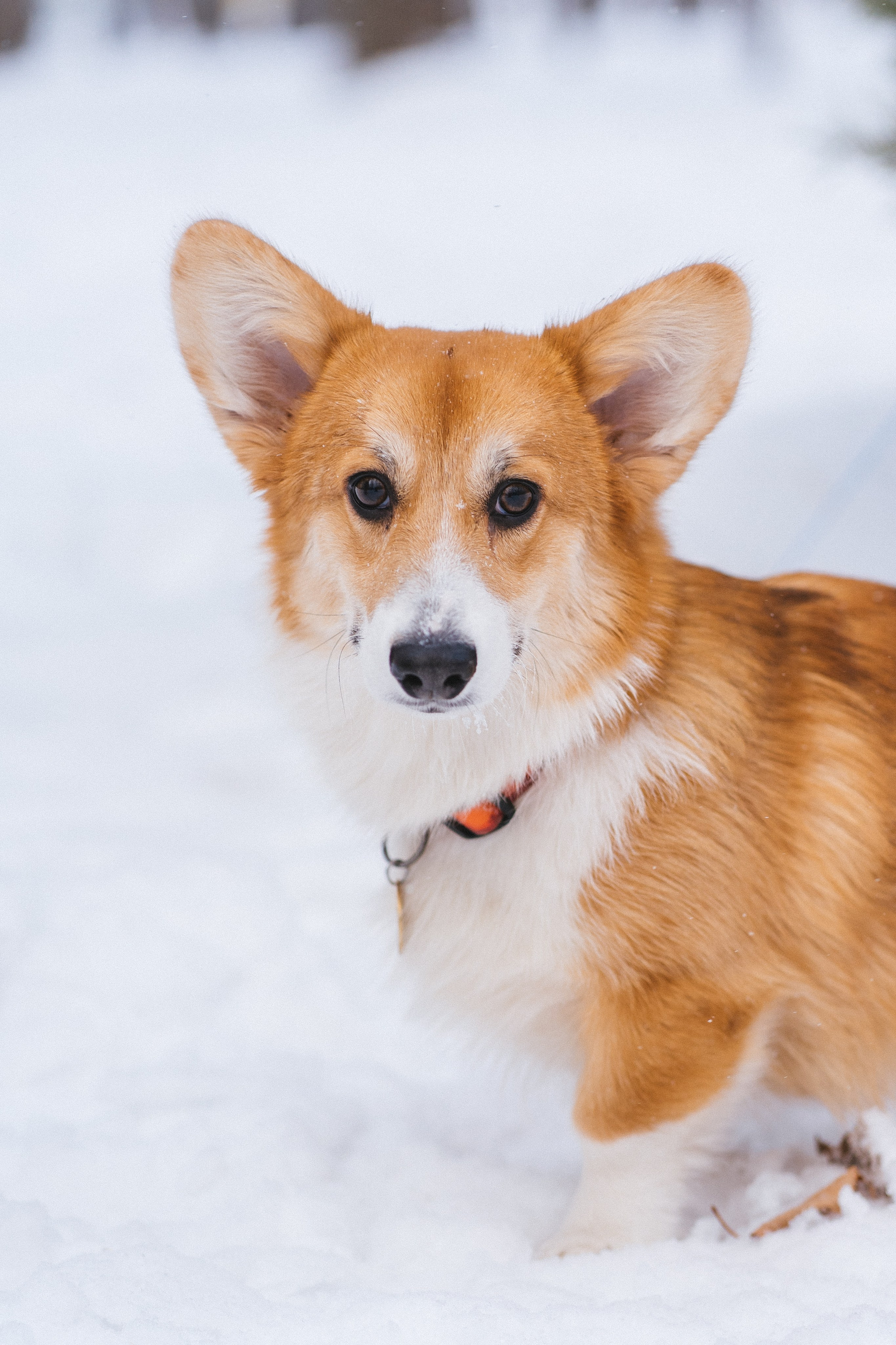 Агата и Лайк. Свадебный фотограф в Москве Анна Полушина