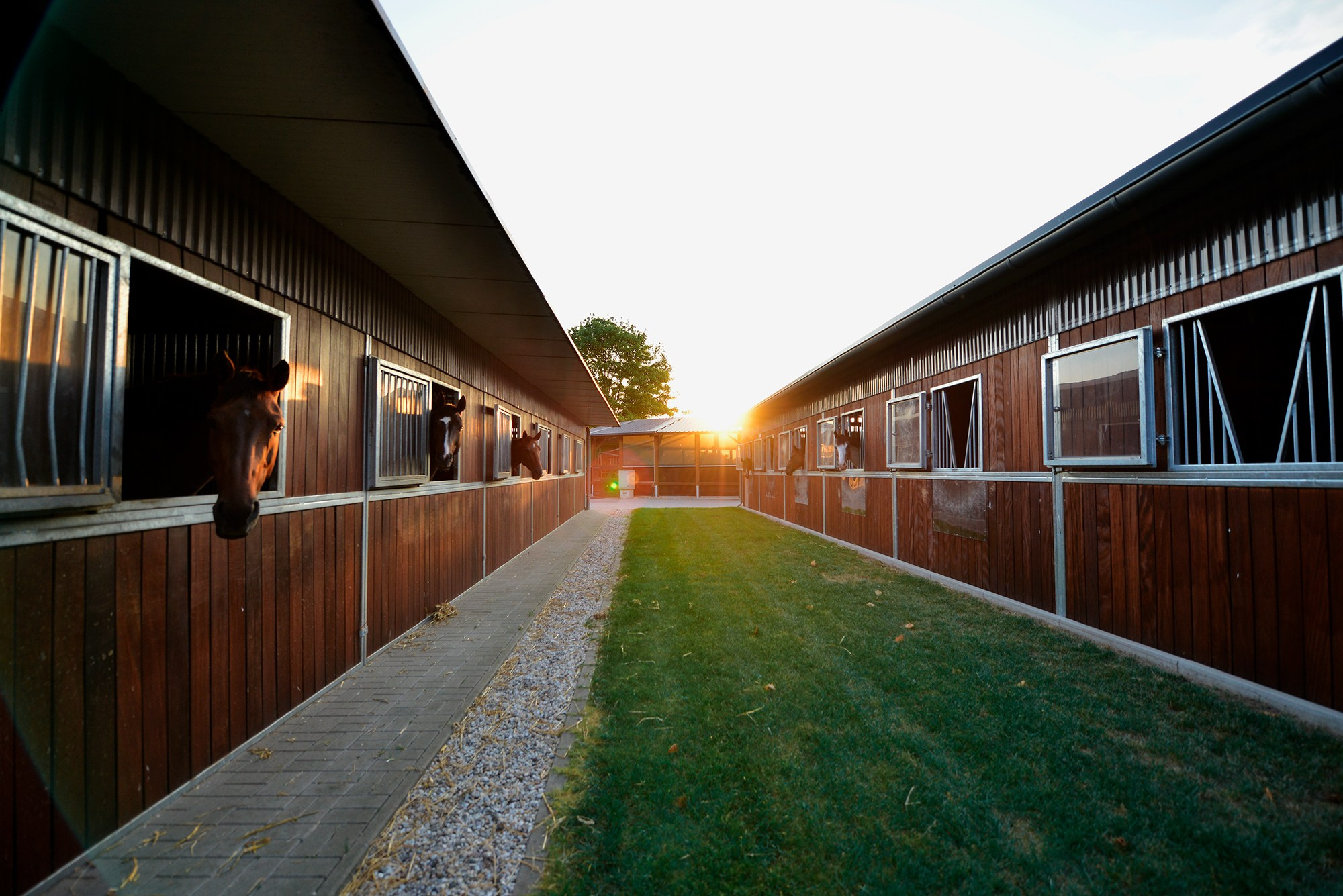 Конные клубы. Конный фотограф Alesya Safe