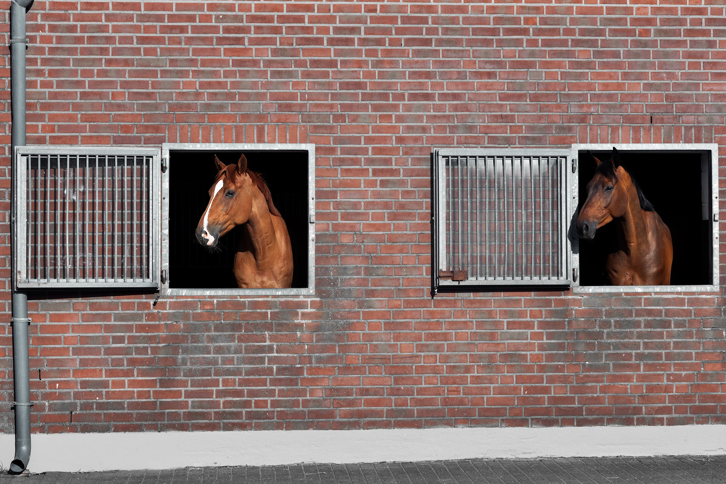 Конные клубы. Конный фотограф Alesya Safe