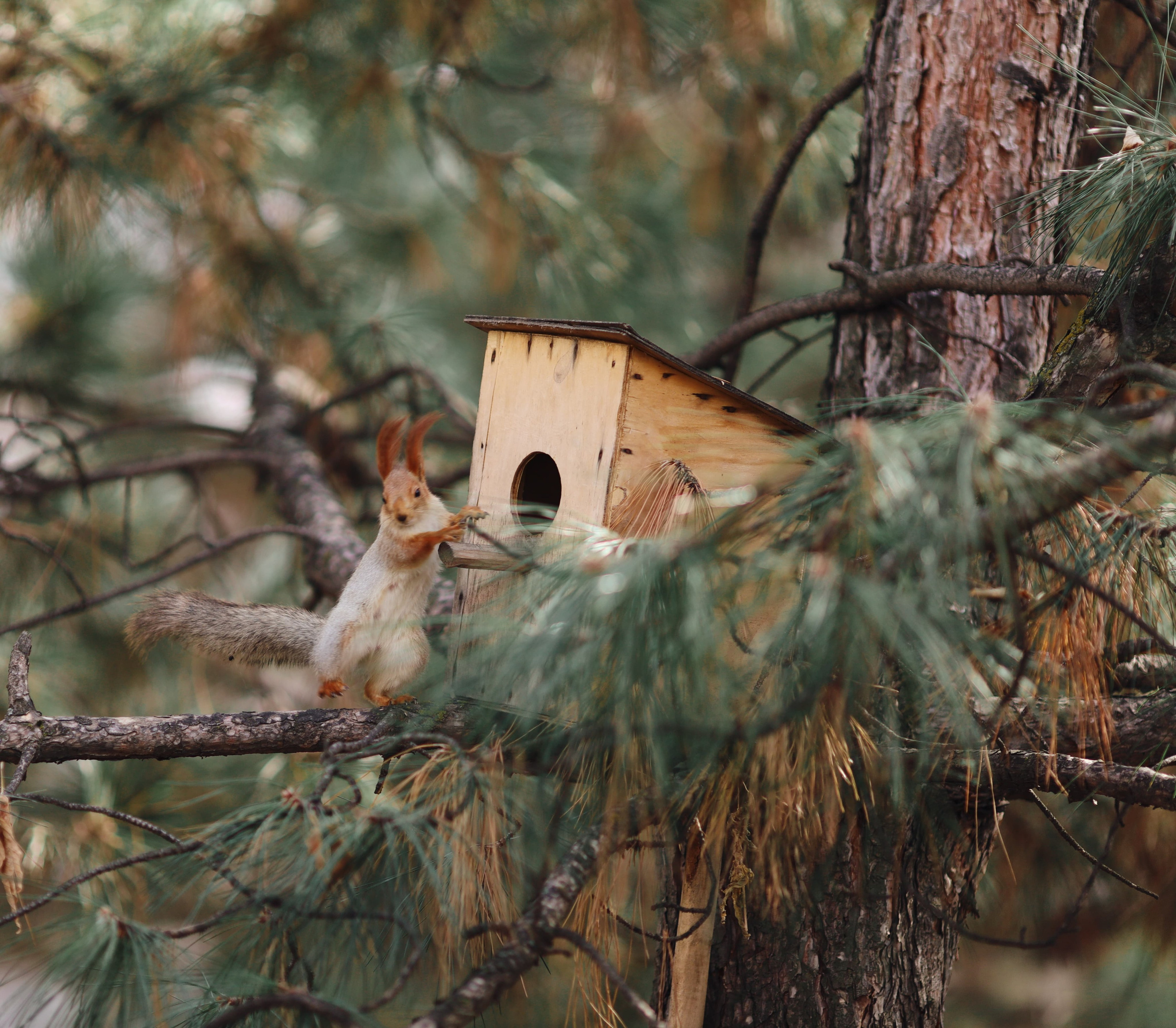 Фотография белка