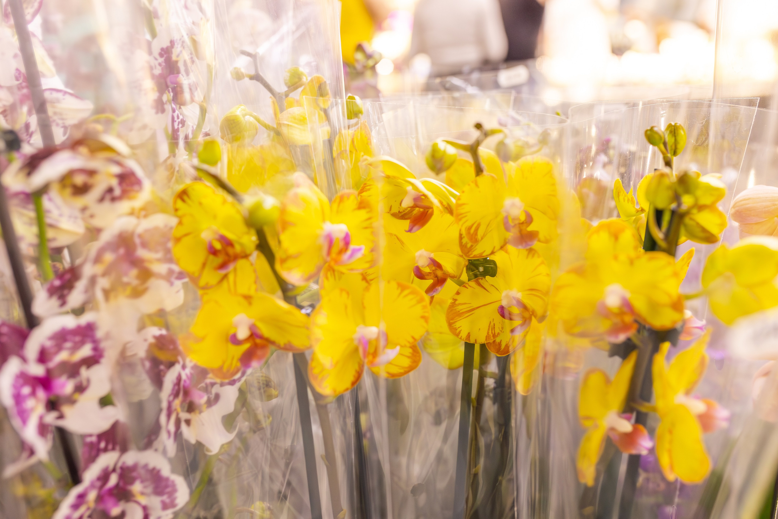 Орхидиум сентябрь 2025. Александра Куликова фотограф, Москва