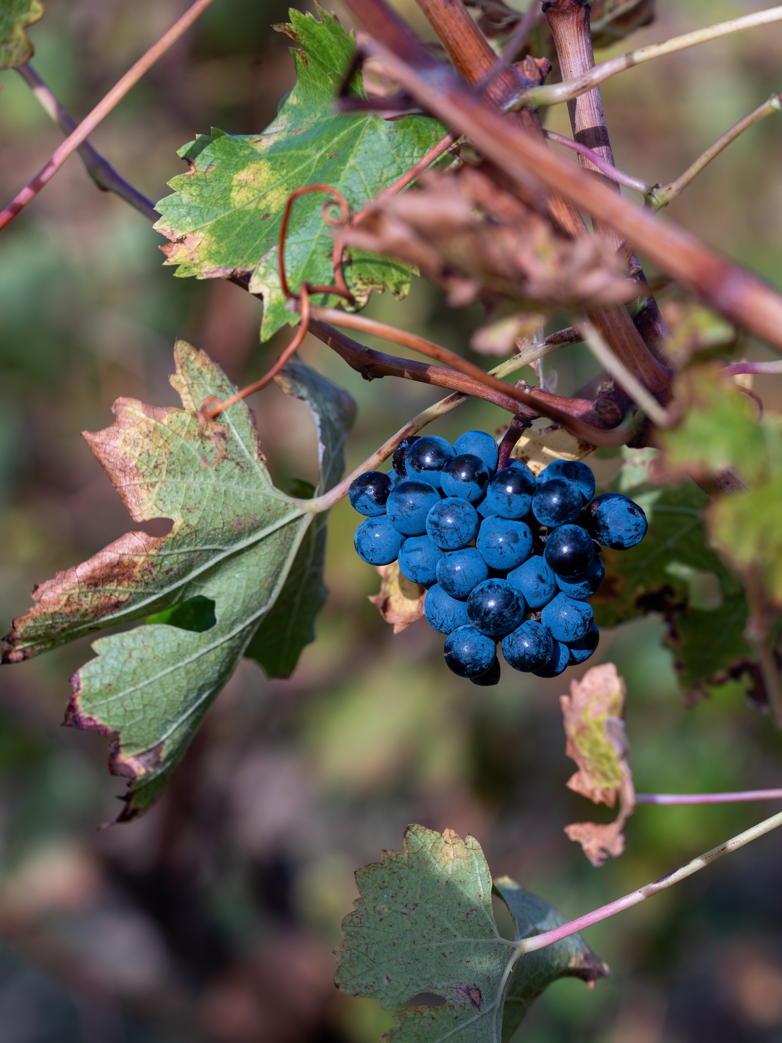 Литературная мастерская с Ольгой Шутовой в «Винотеррии». Репортажный фотограф в Красной Поляне и Сочи Павлюченко Екатерина