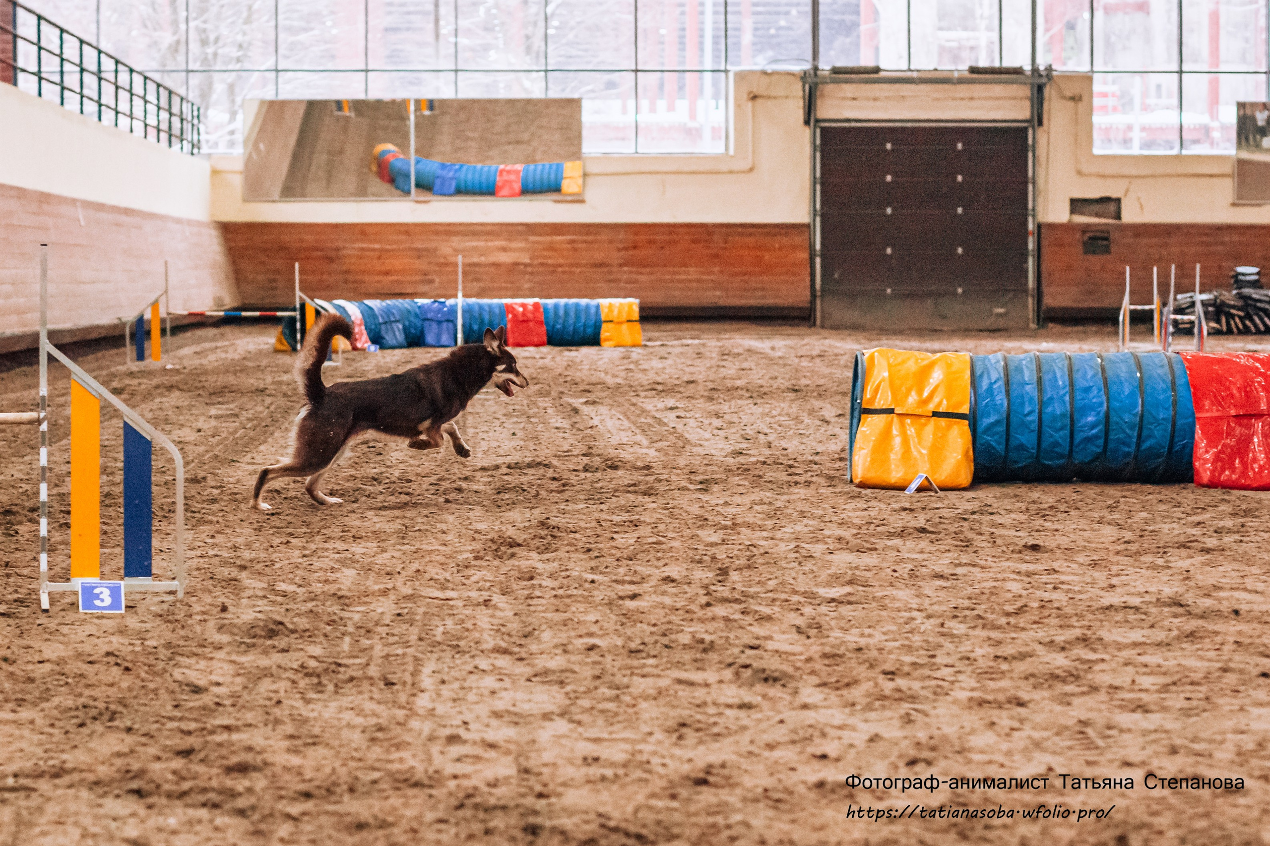 Соревнования по Аджилити 25.02.2024. Фотограф-анималист Татьяна Степанова