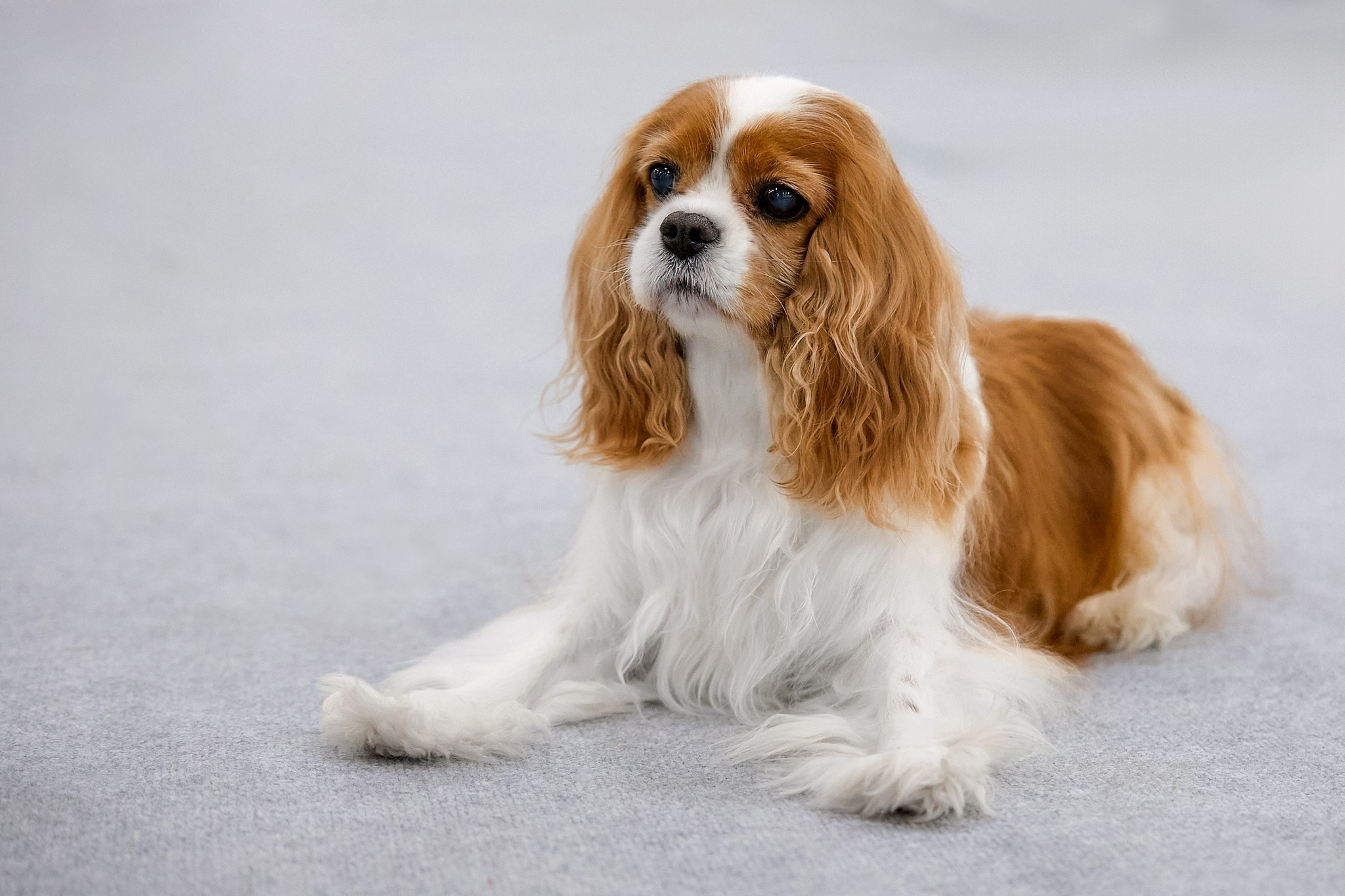 ККЧС Няша — Fire of love vom Kaninchengarten. Главная