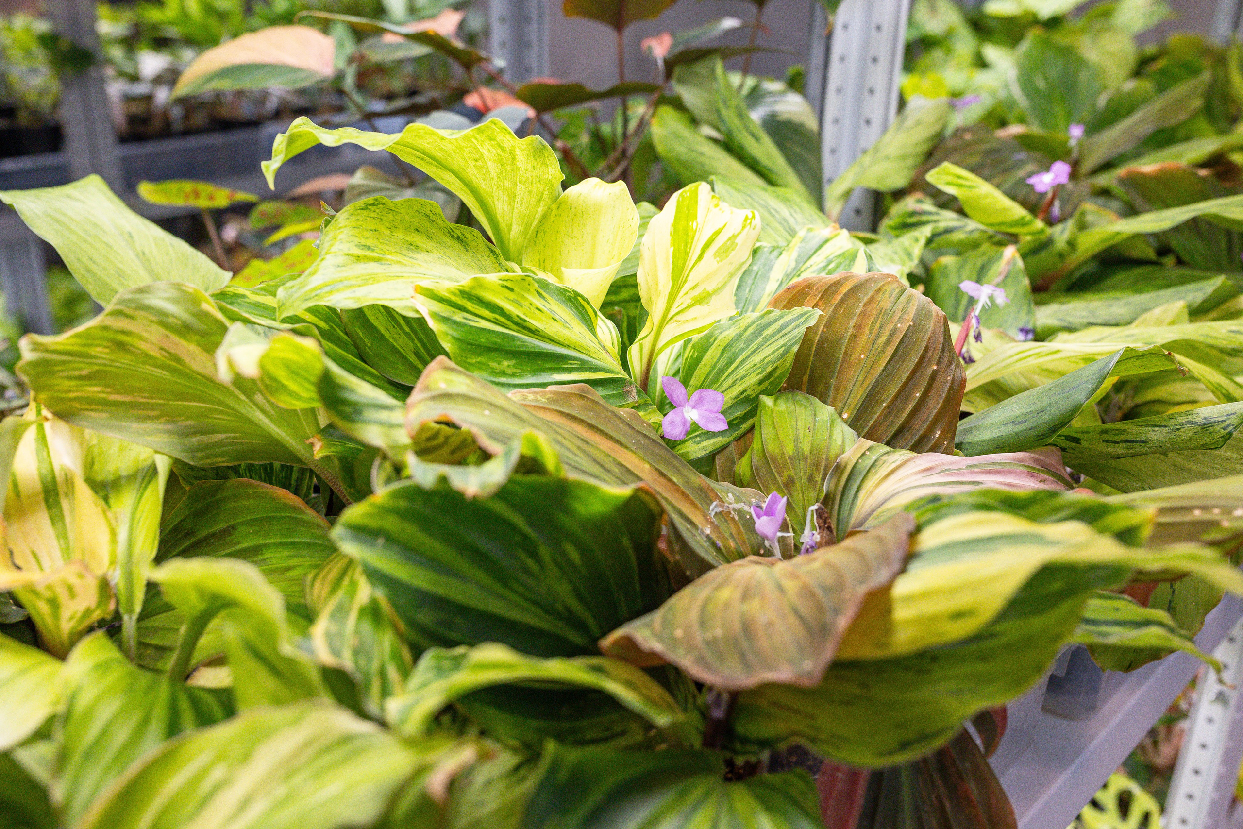 Ярмарка Green Rare 20.09.25. Александра Куликова фотограф, Москва