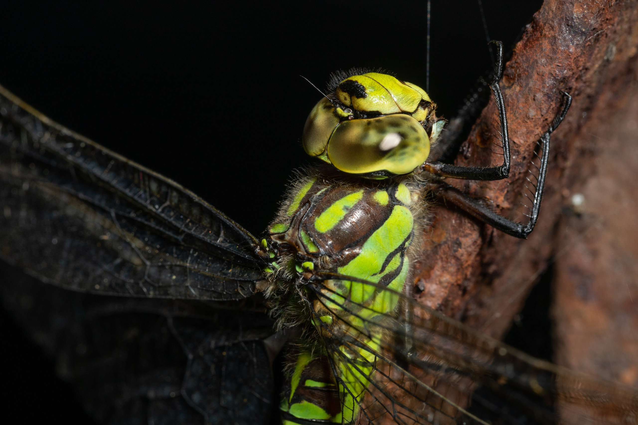 Макро. Фотограф Виктор Степанов