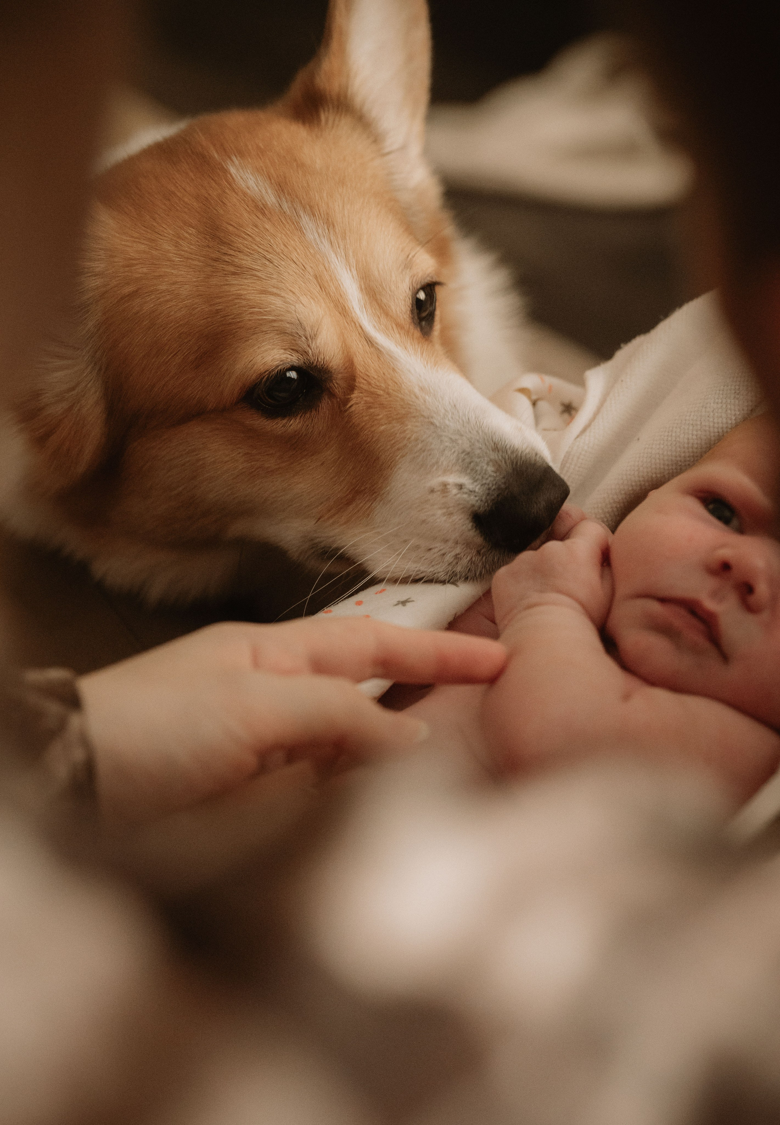 Лизавета, Никита и Мирослава. Фотограф беременности и семьи, домашние съемки, Ньюборн