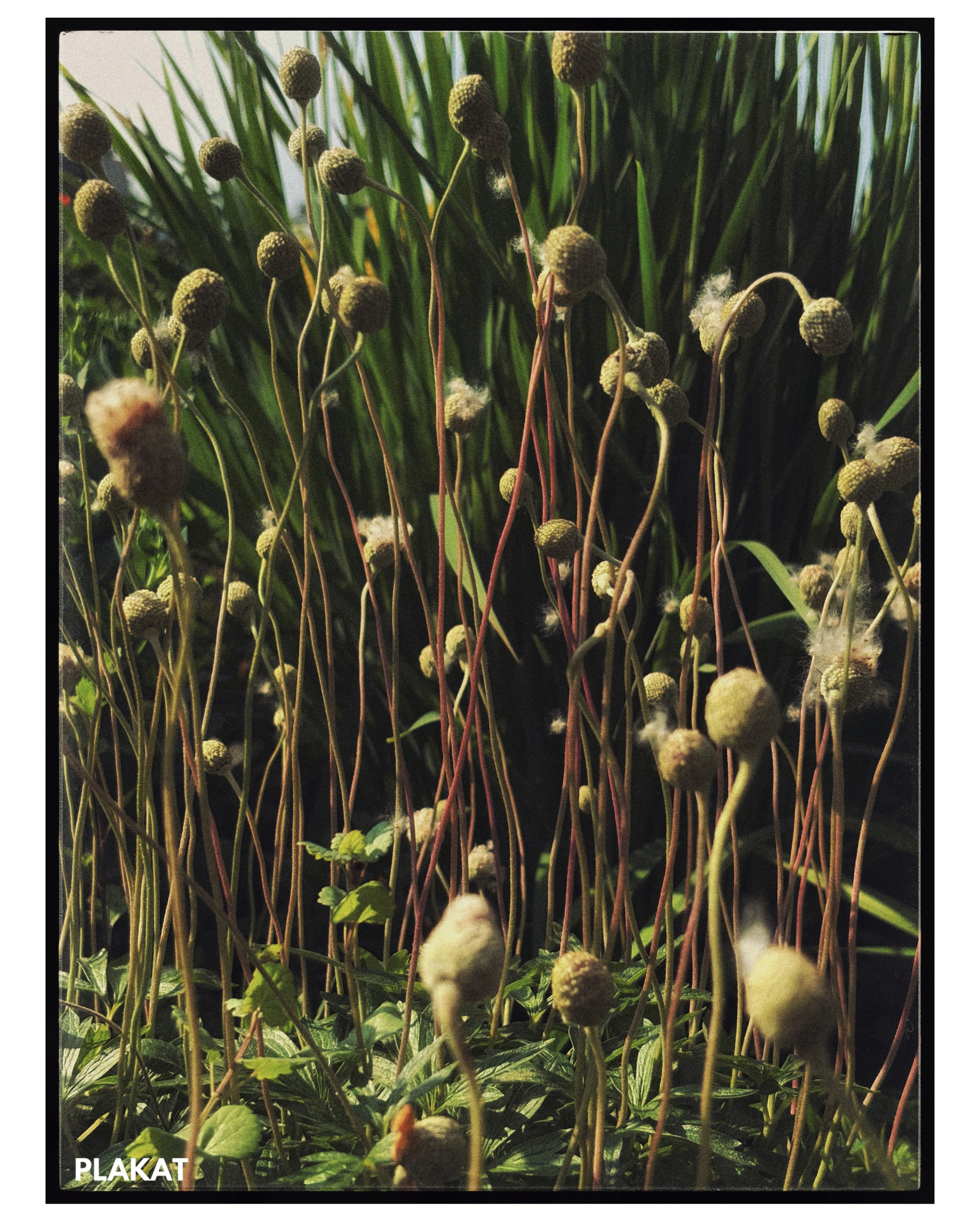 @svetlana_perezhogina