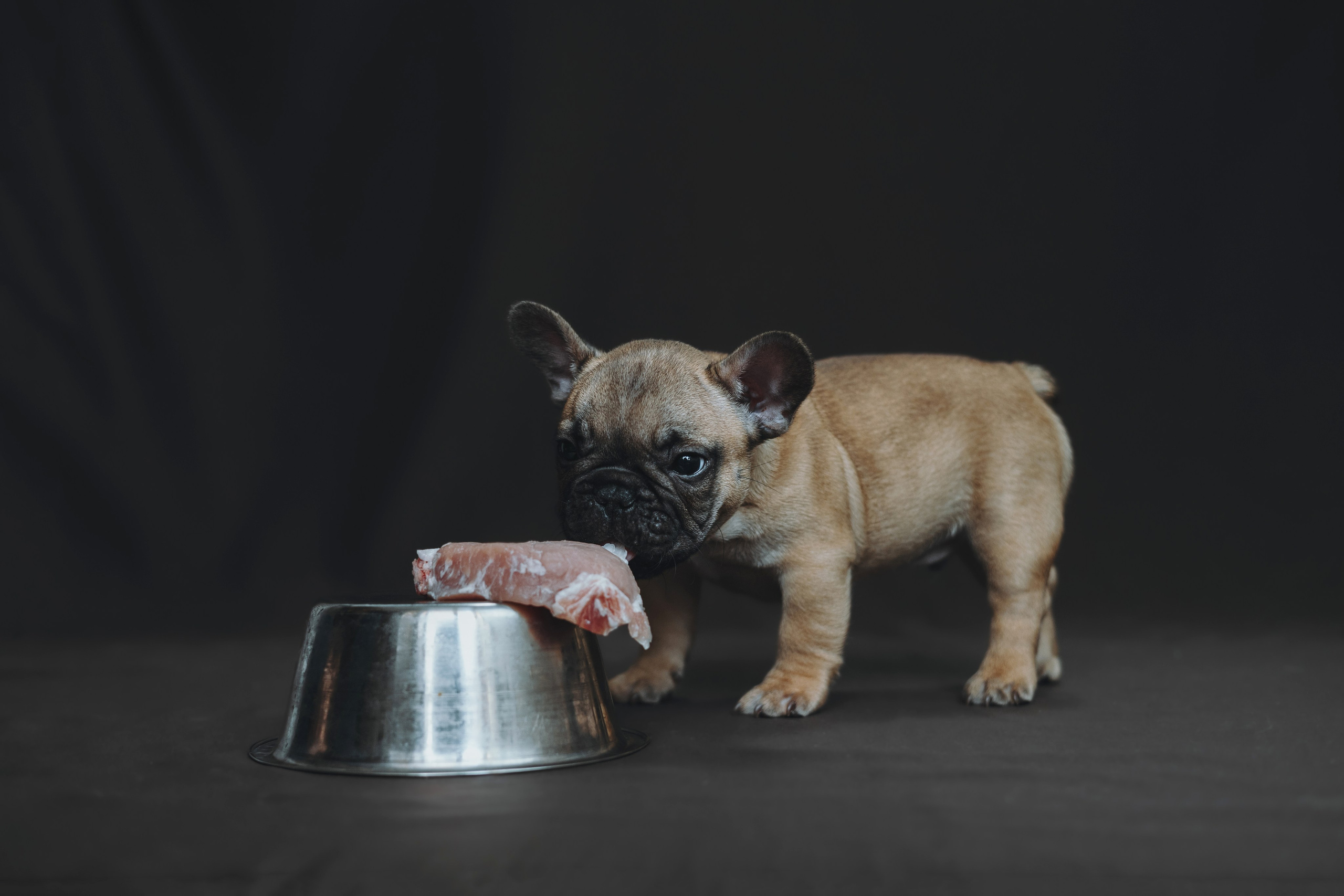 Щеночки. Фотограф — анималист Владивосток, Алина