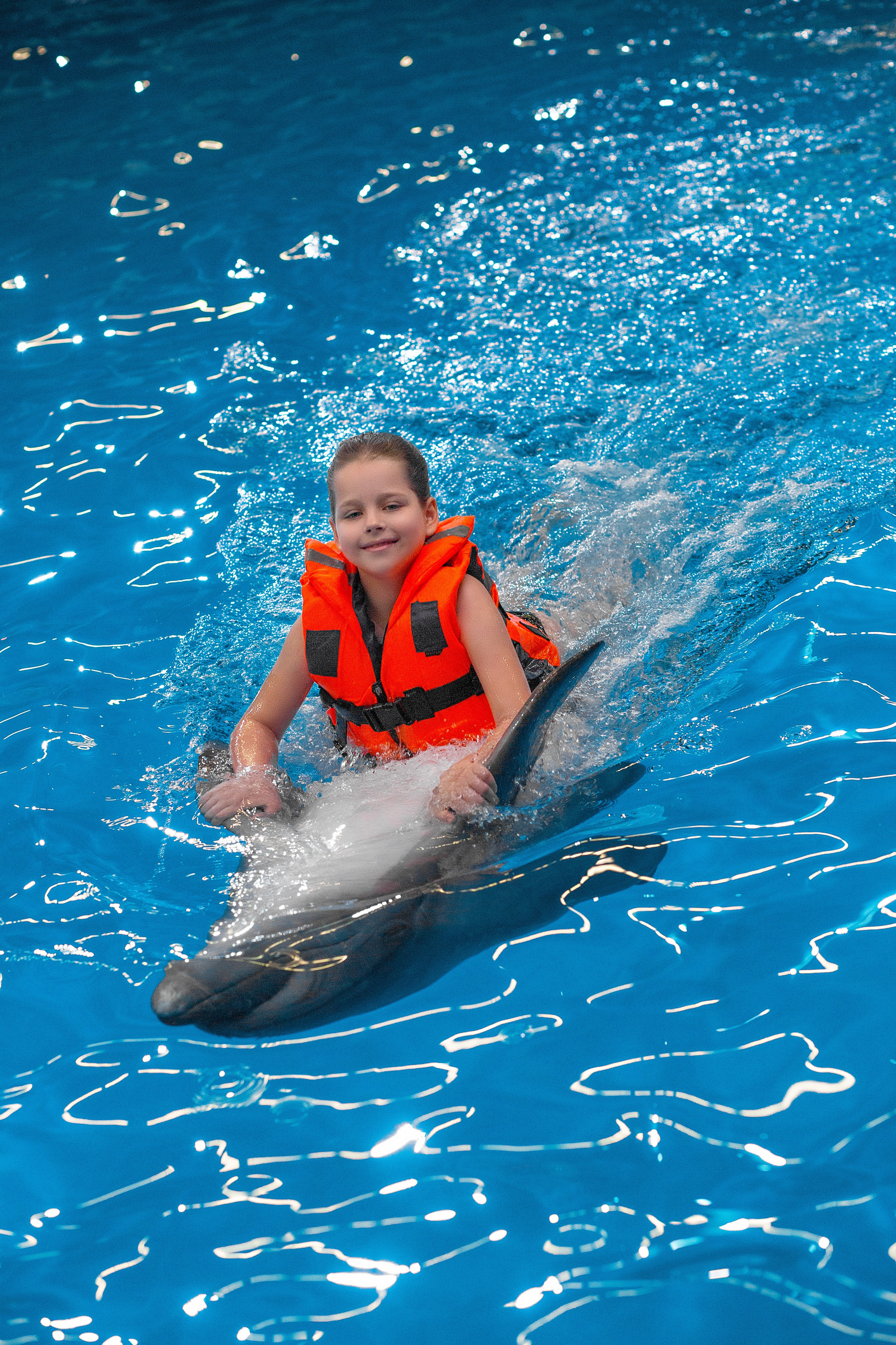 Фотосессия с дельфинами. Фотосессия с лошадьми в Нижнем Новгороде