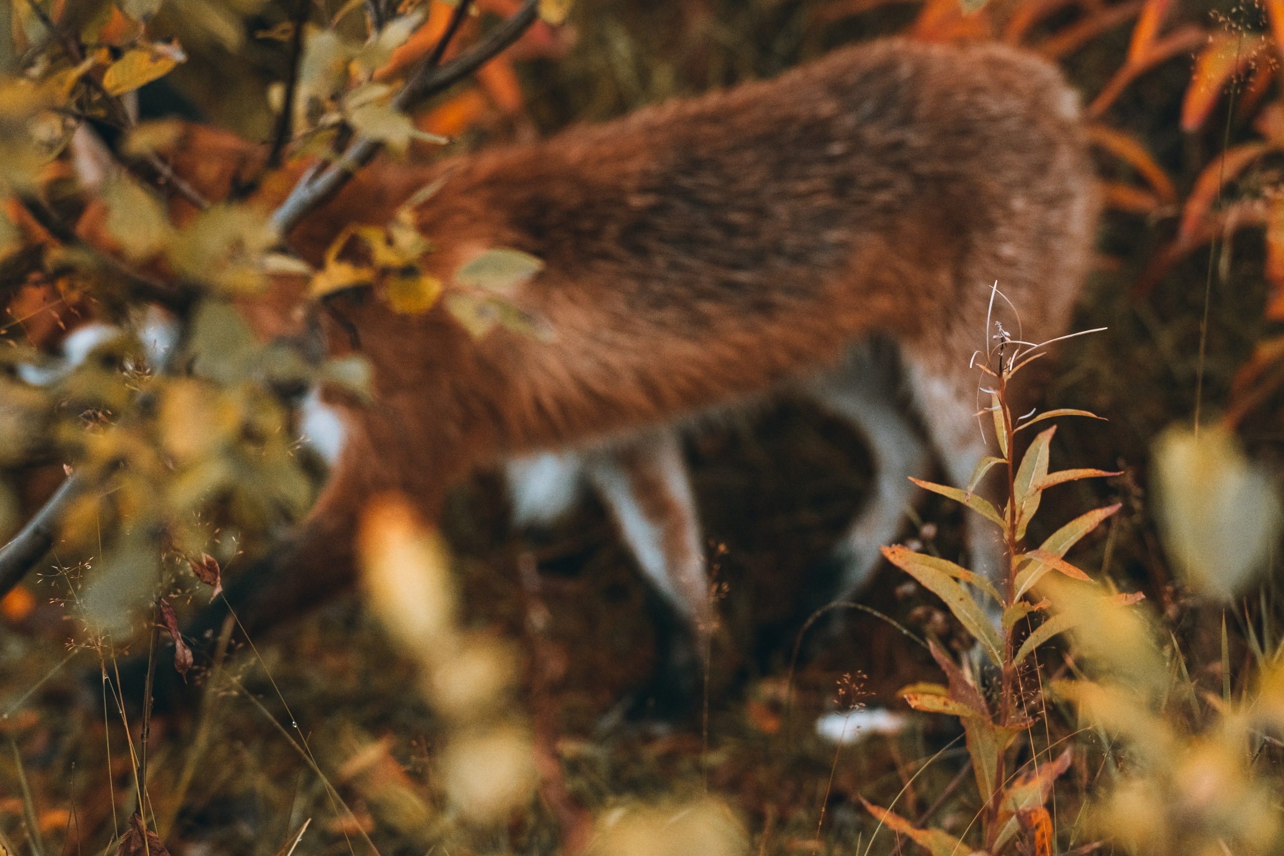 СЕВЕР. Event фотограф Степанова Александра