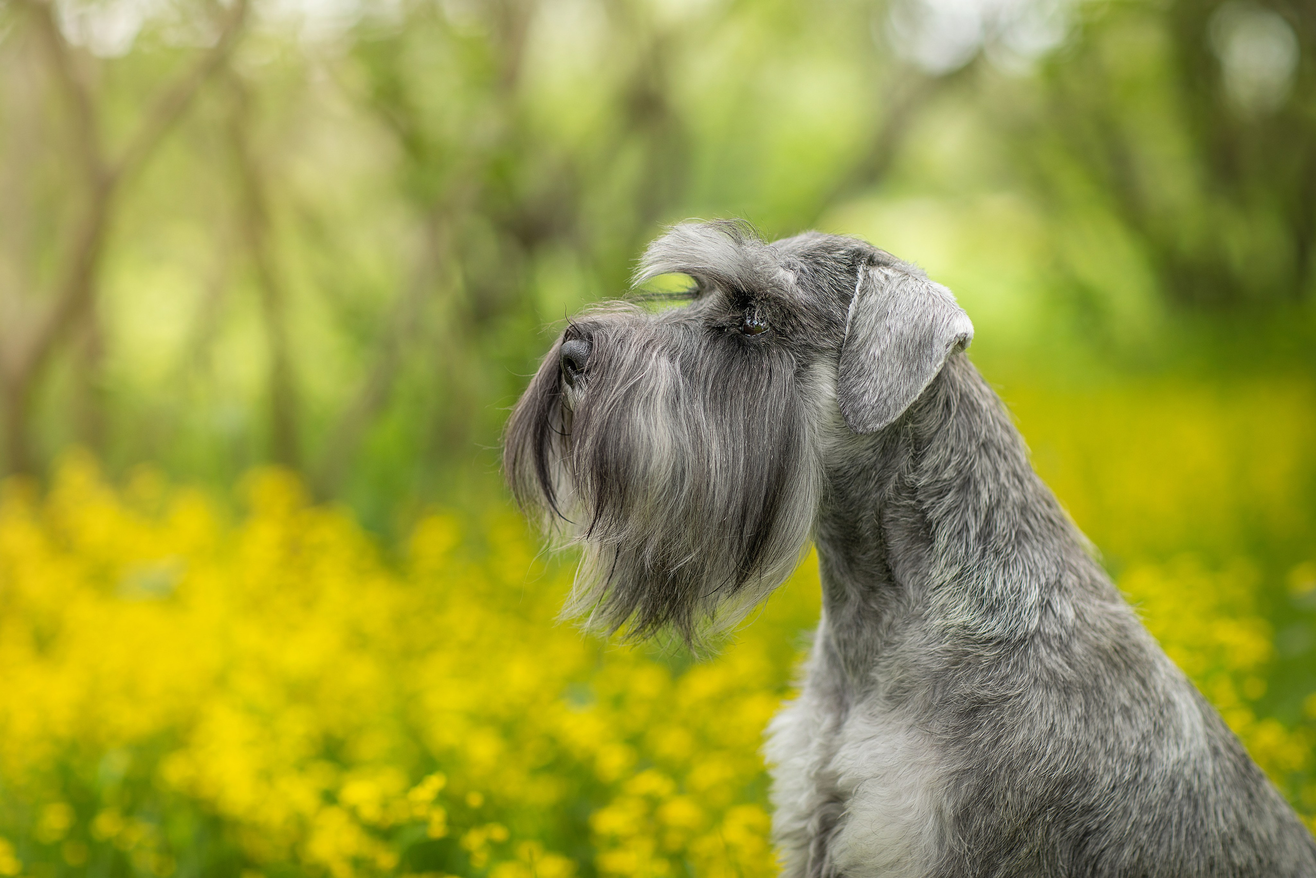 Фотосессии собак. Фотограф для Вашей собаки