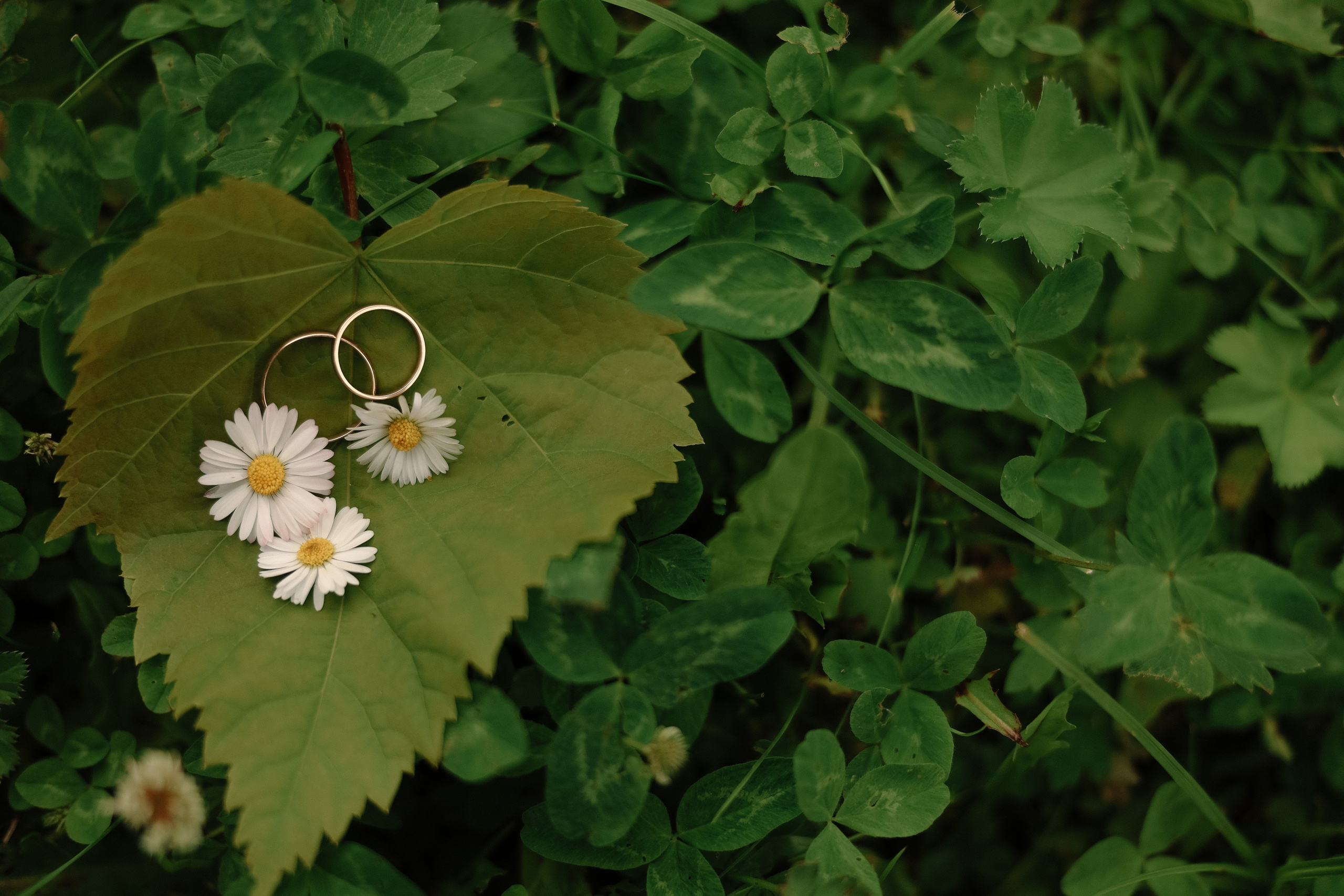 Настя и Тёма. Свадебный и семейный Фотограф Денис Кошель