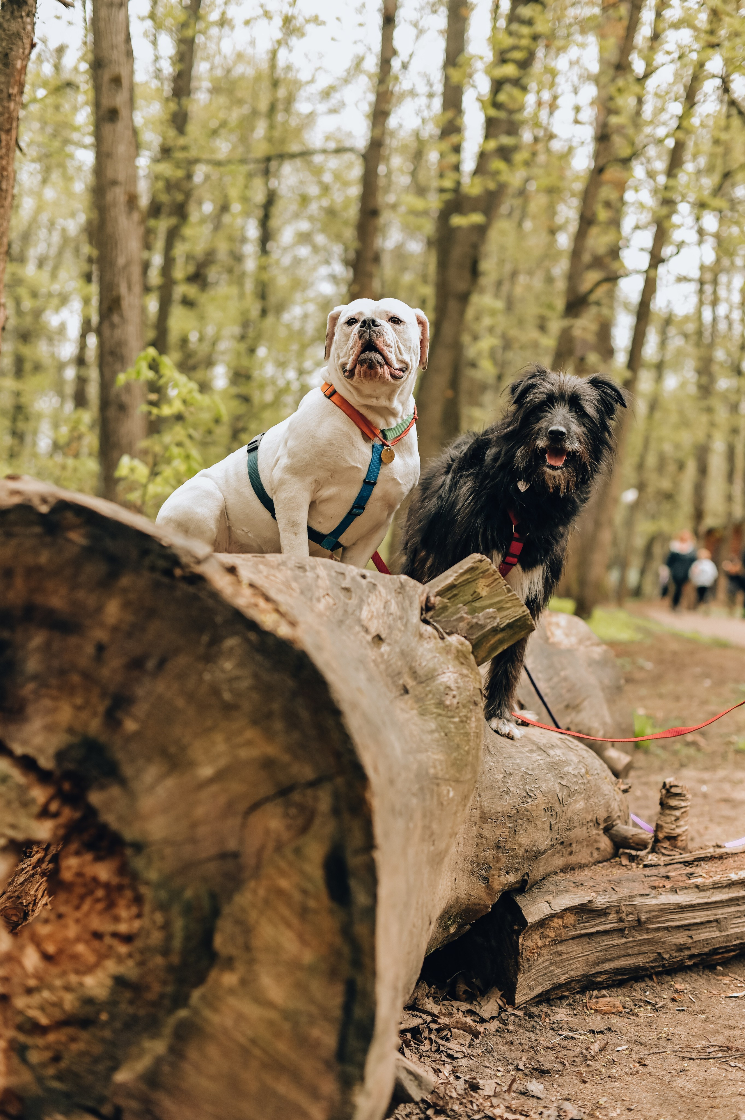 Занятие с кинологом. Семейный и репортажный фотограф в Москве Анастасия Трубкина