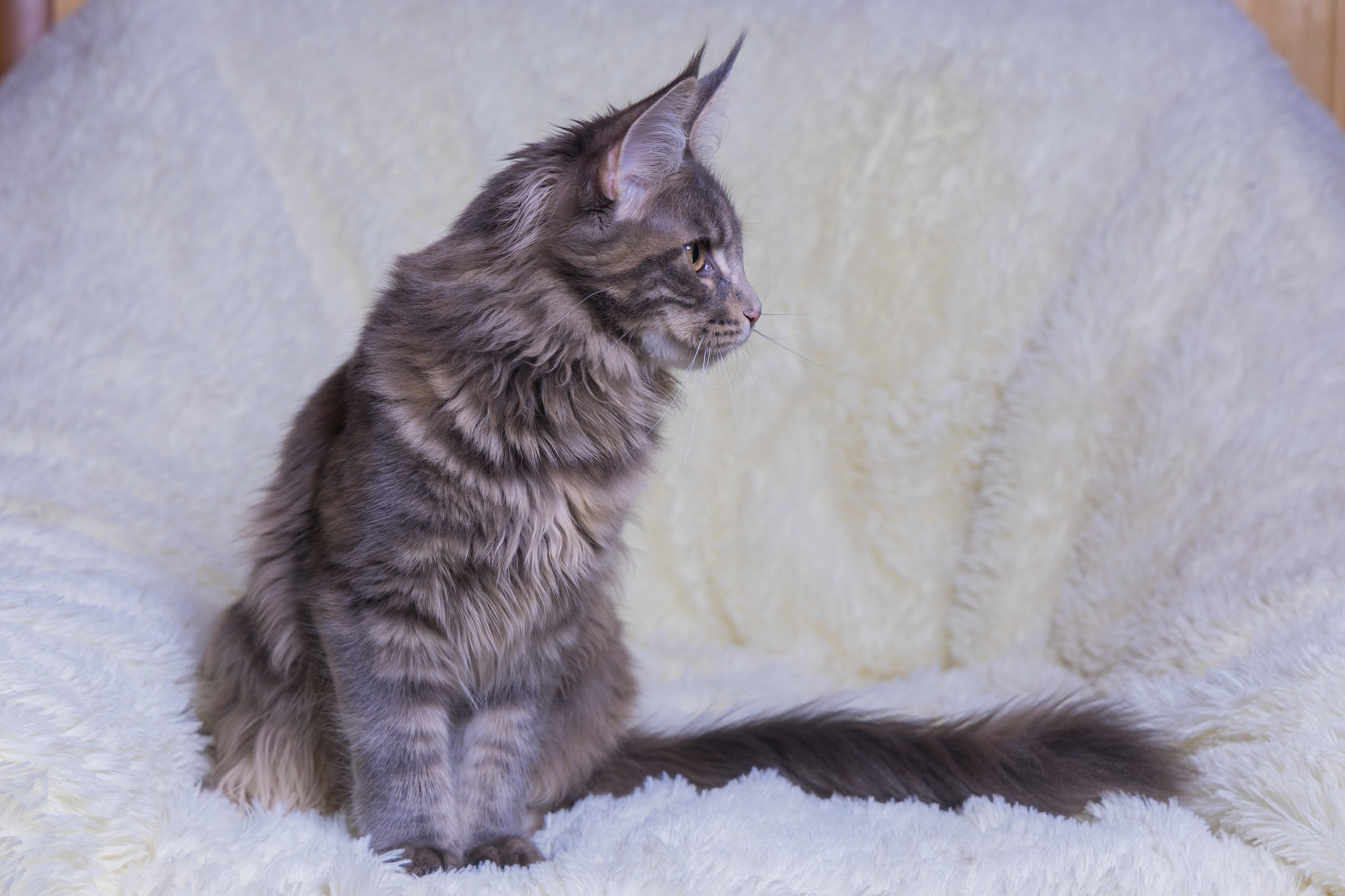 Котики. Photomantis