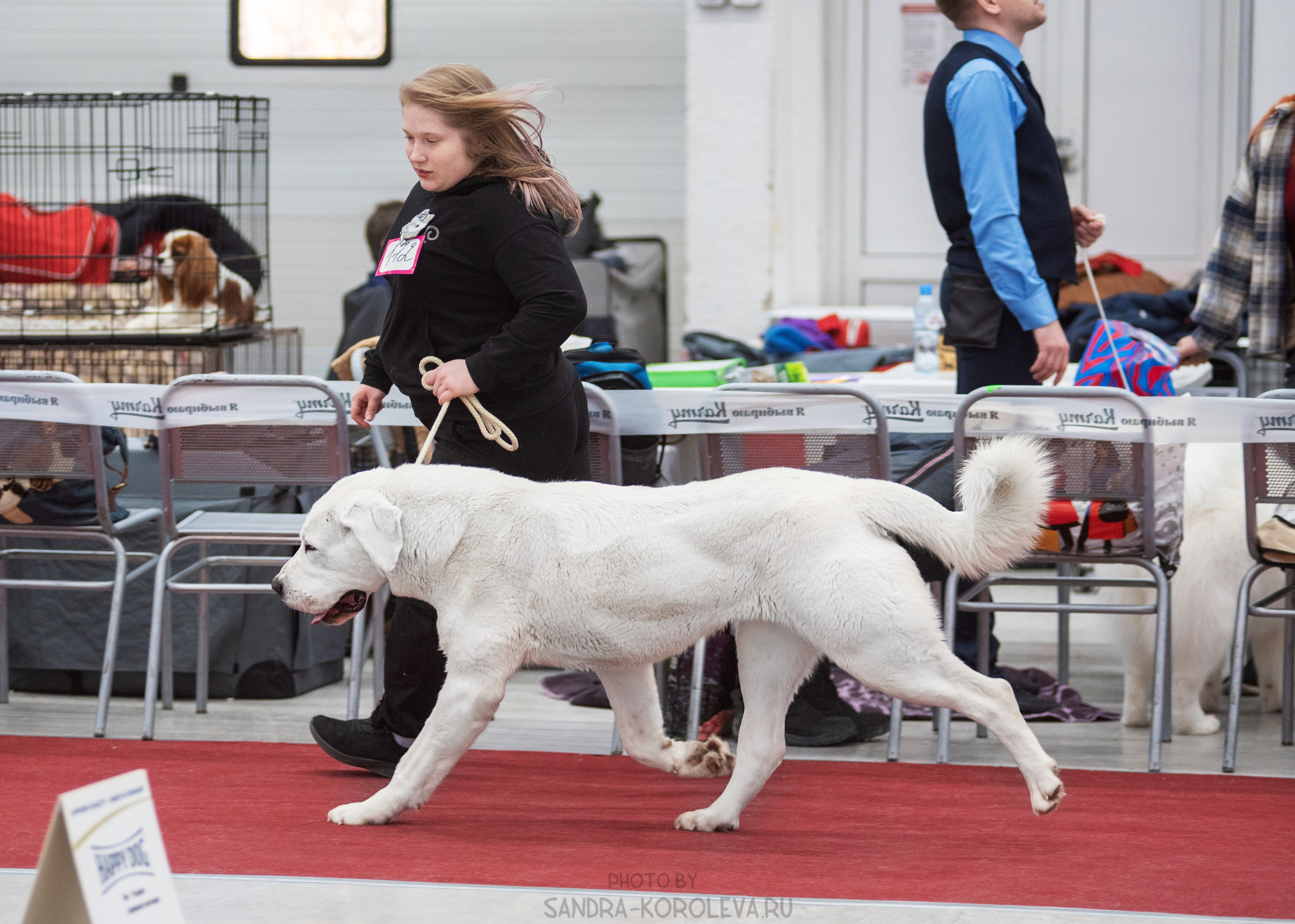 Выставка собак тюмень 14.01.2023. Дог-фотограф в Тюмени Александра Королева