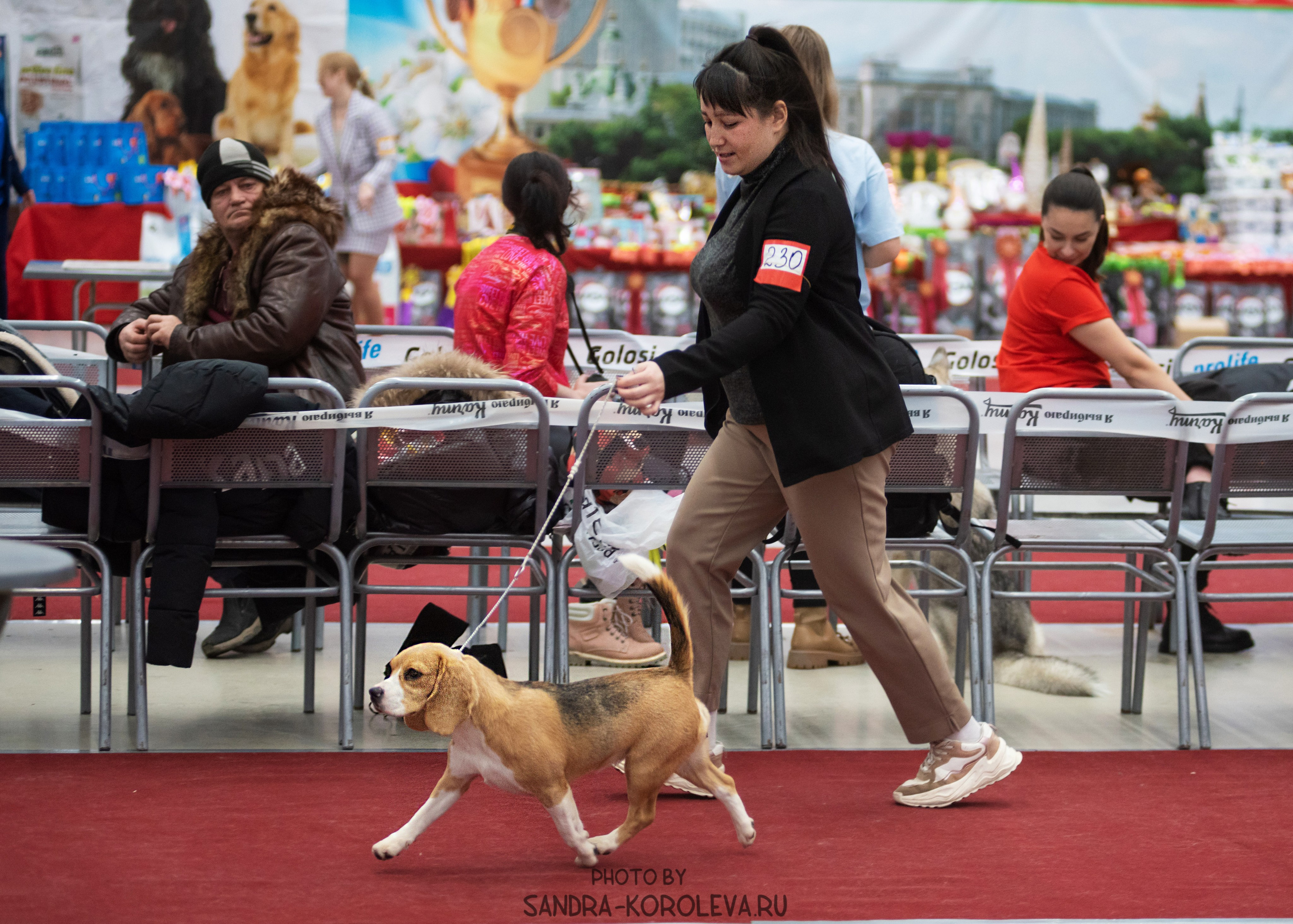 Выставка собак тюмень 10.12.2022. Дог-фотограф в Тюмени Александра Королева
