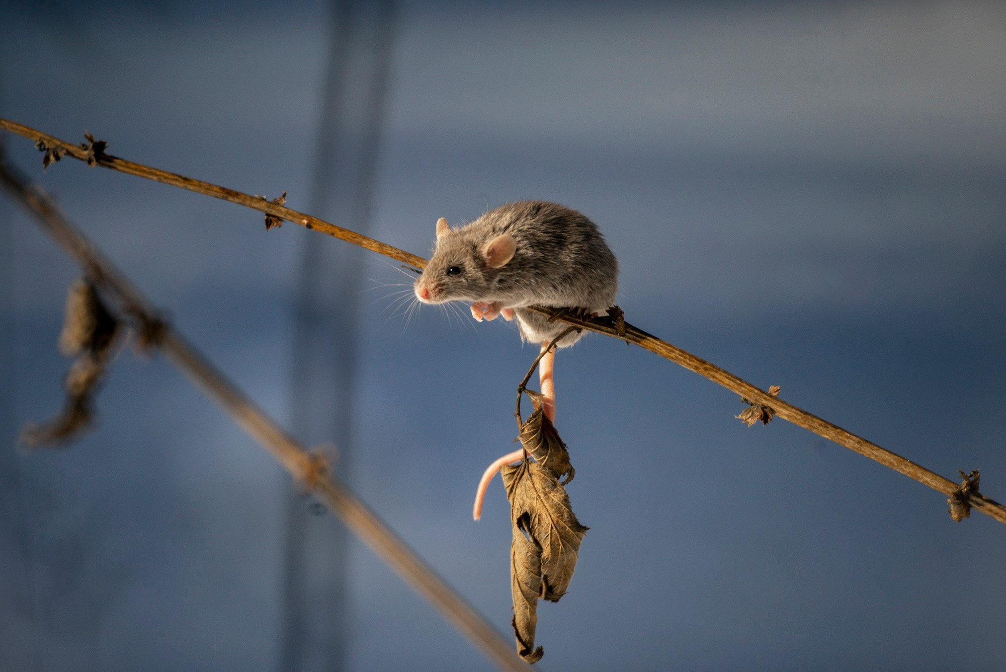 Животные. Ваш личный фотограф Марина Волкова