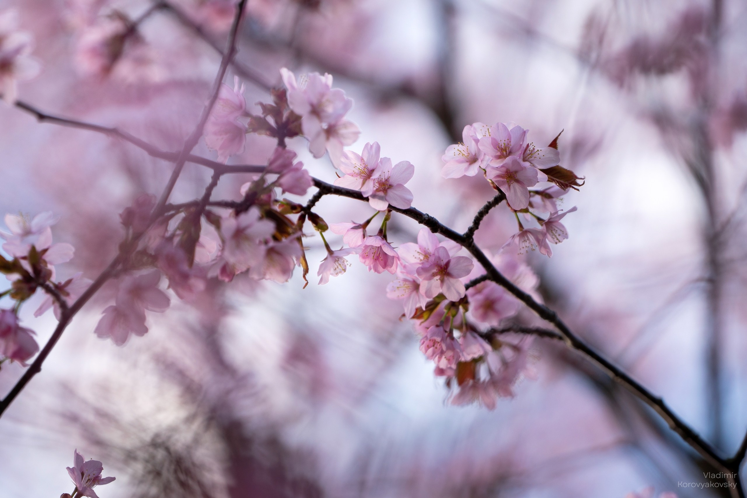 Природа. Фотограф Владимир Коровяковский