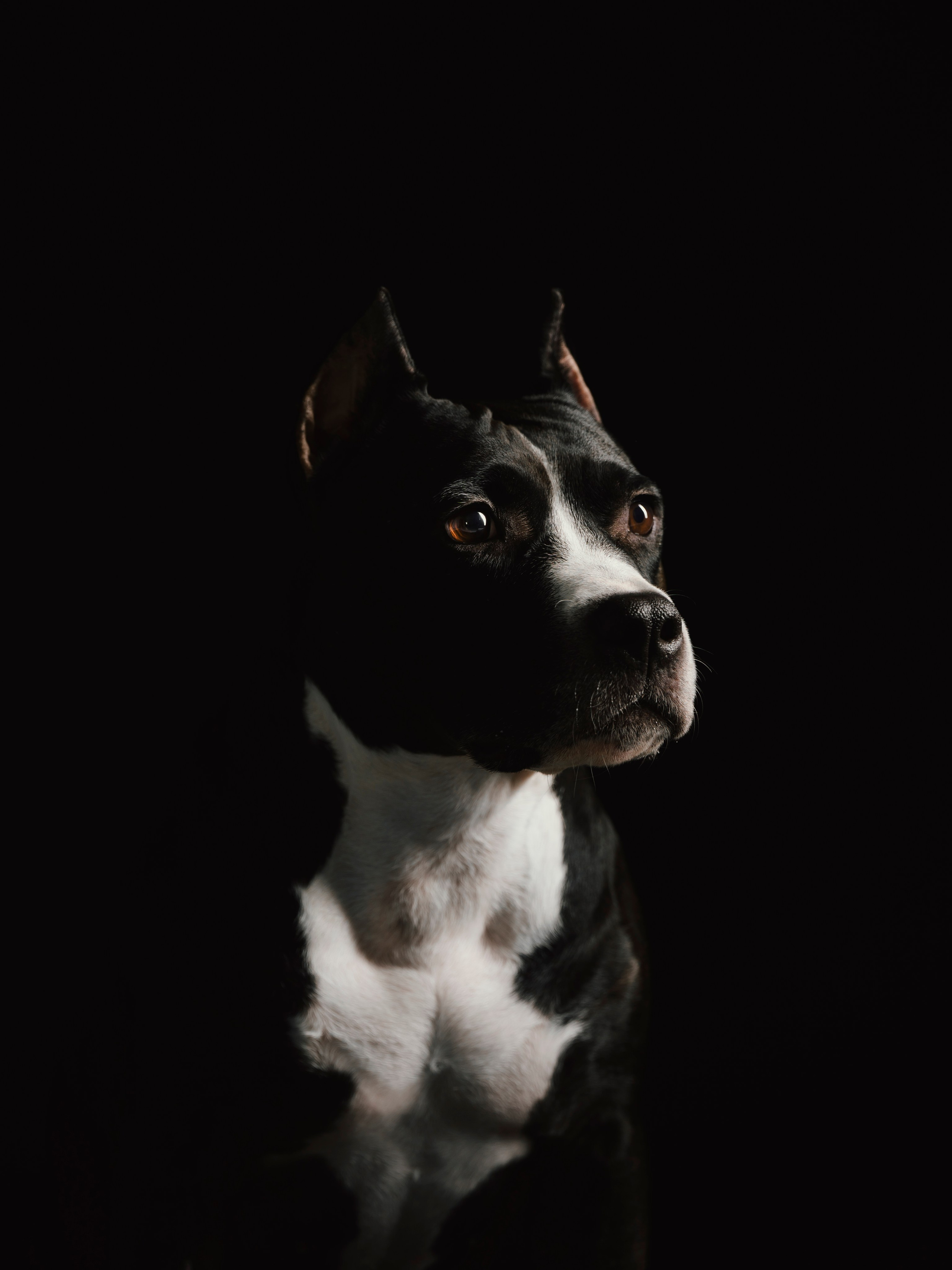 Настя, Рэги и Зена. Семейный фотограф анималист Ананьева Мария — Москва